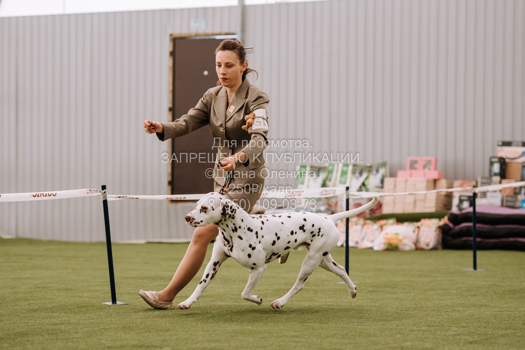 Выставка собак Красноярск 2.06. Фотограф Диана Оленина Красноярск / Братск