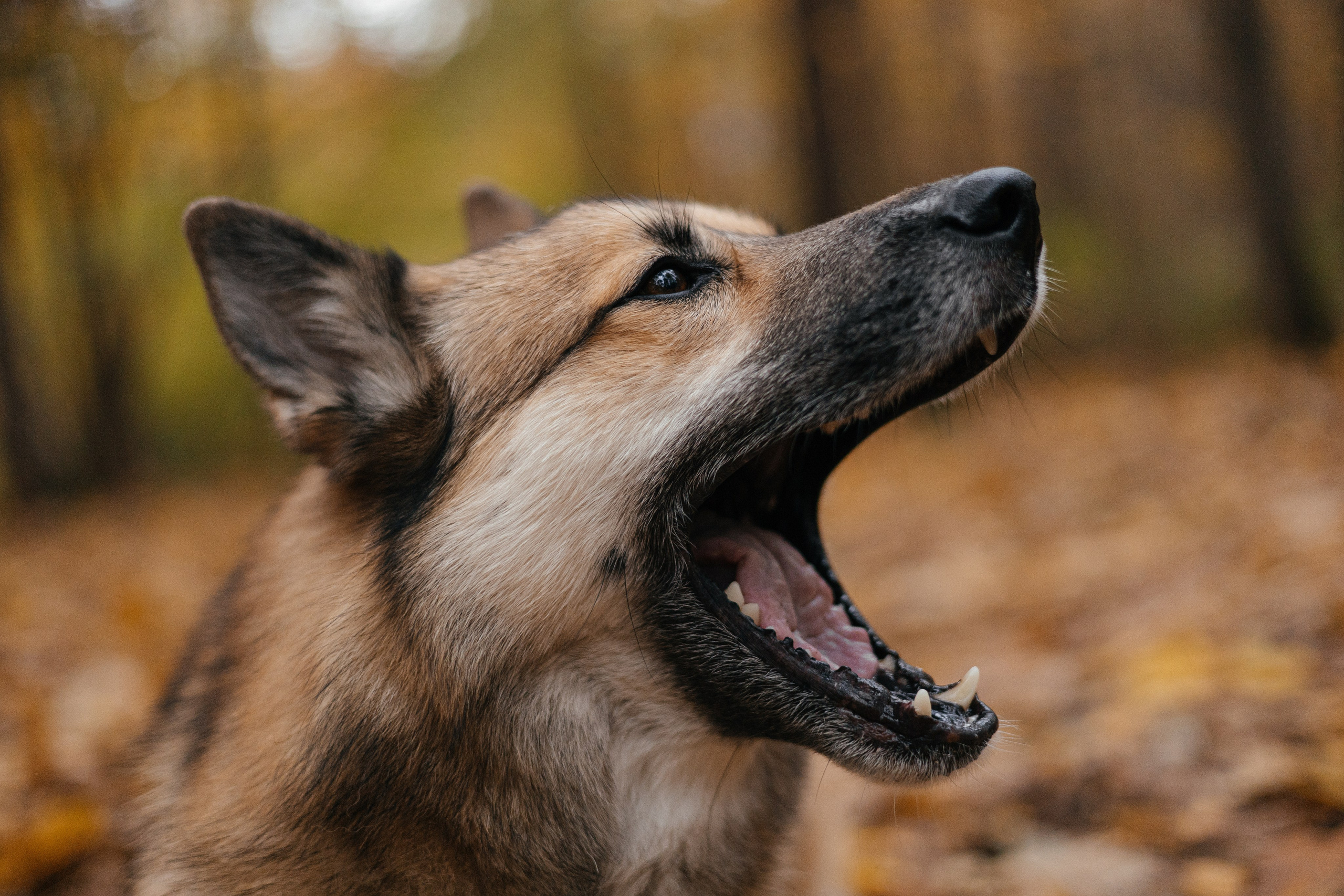 Нелли, Лёша, Рэй и Норд. Фотограф Анна Луценко Москва