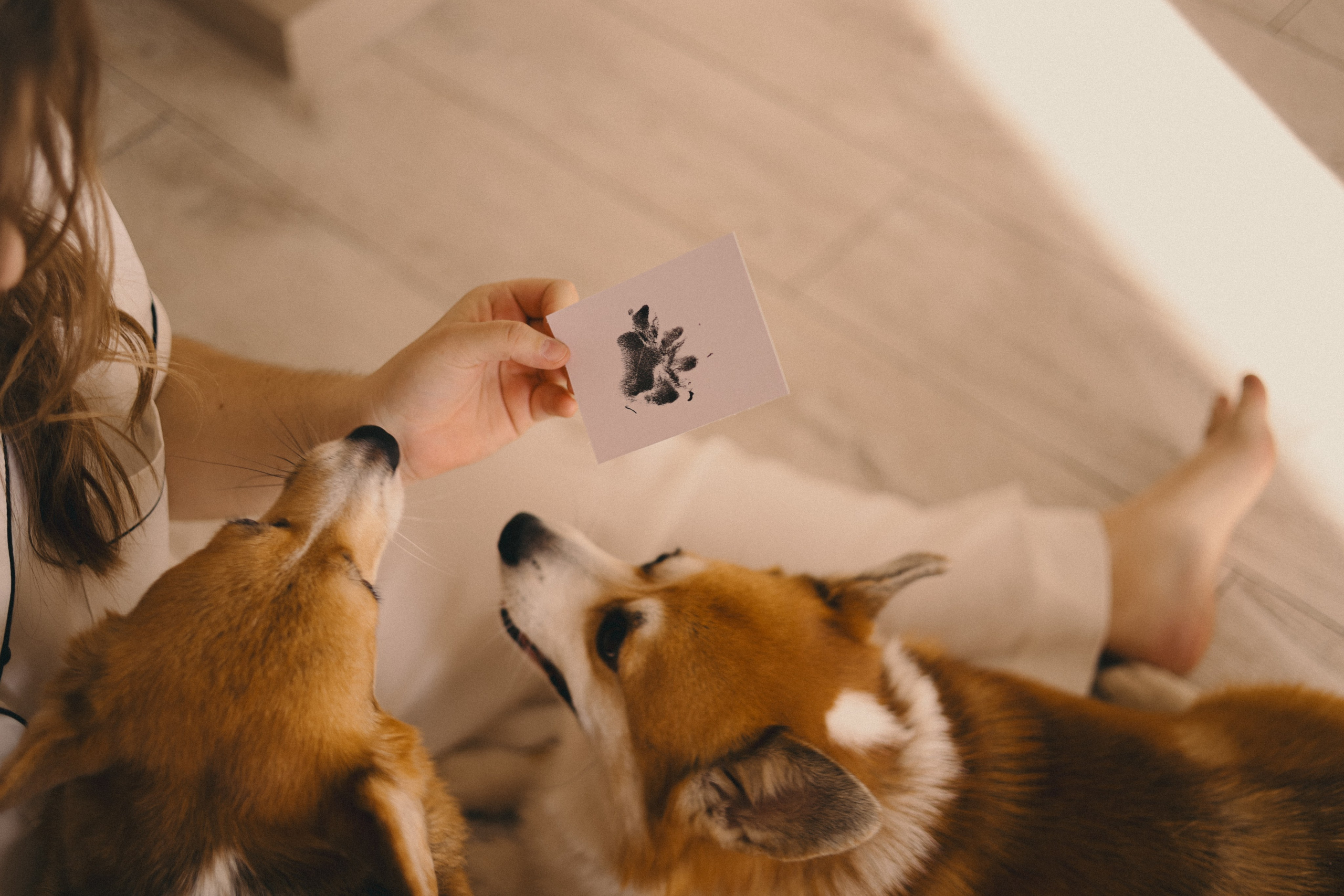 Виктория и Корги. Фотограф Мария Лаенко