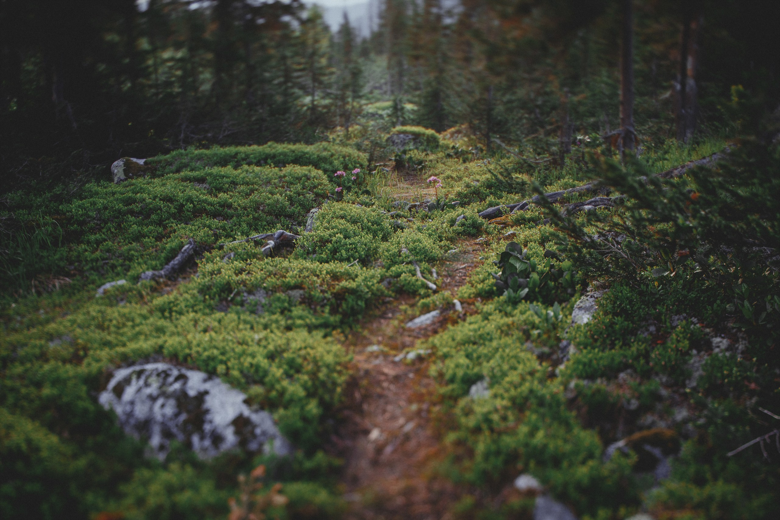 Ергаки. Фотограф в Красноярске Нерозя Александр. Пейзаж, природа, портрет