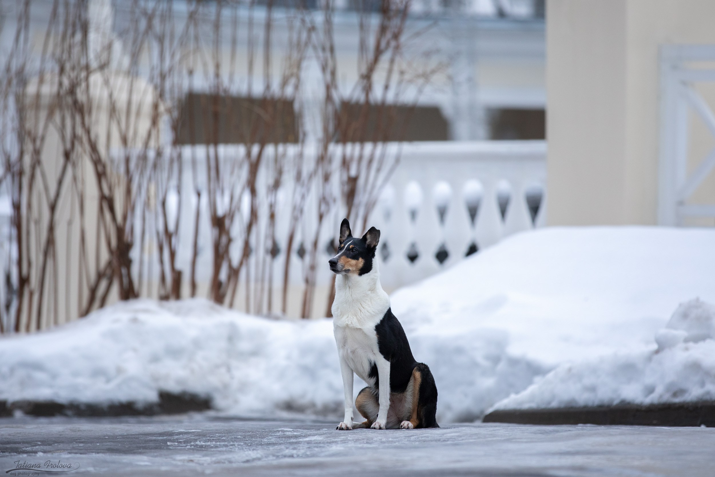 Фотопрогулка короткошерстной колли в Москве. Фотограф-анималист в Москве и Московской области Татьяна Фролова