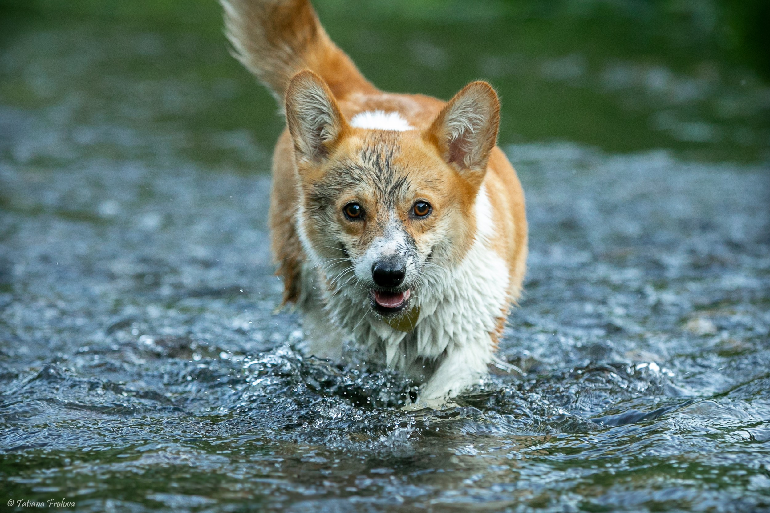 Фотографии собаки с хозяйкой в парке летним вечером. Фотограф-анималист в Москве и Московской области Татьяна Фролова