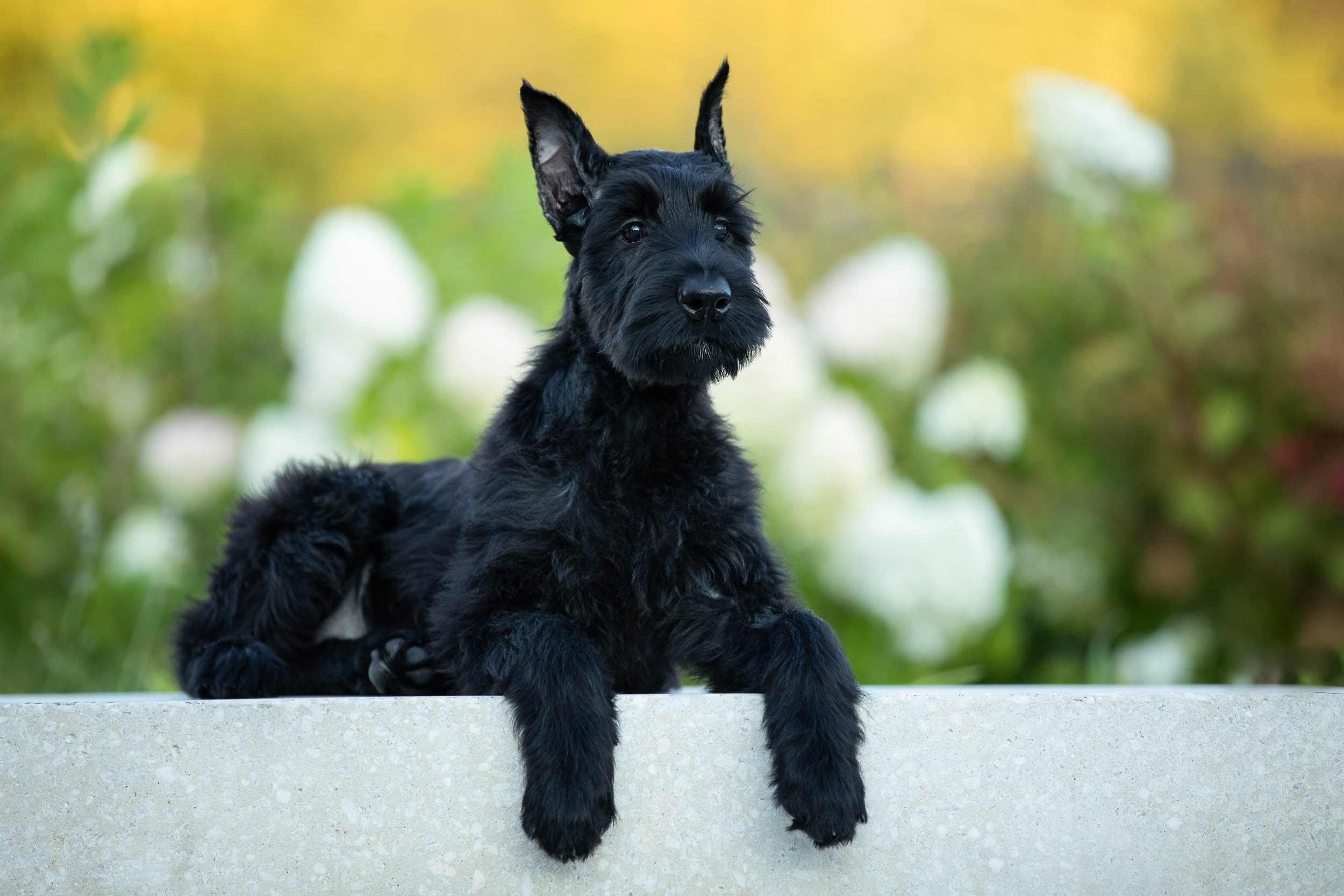 Уличная съемка щенков ризеншнауцера. Фотограф-анималист в Москве и Московской области Татьяна Фролова