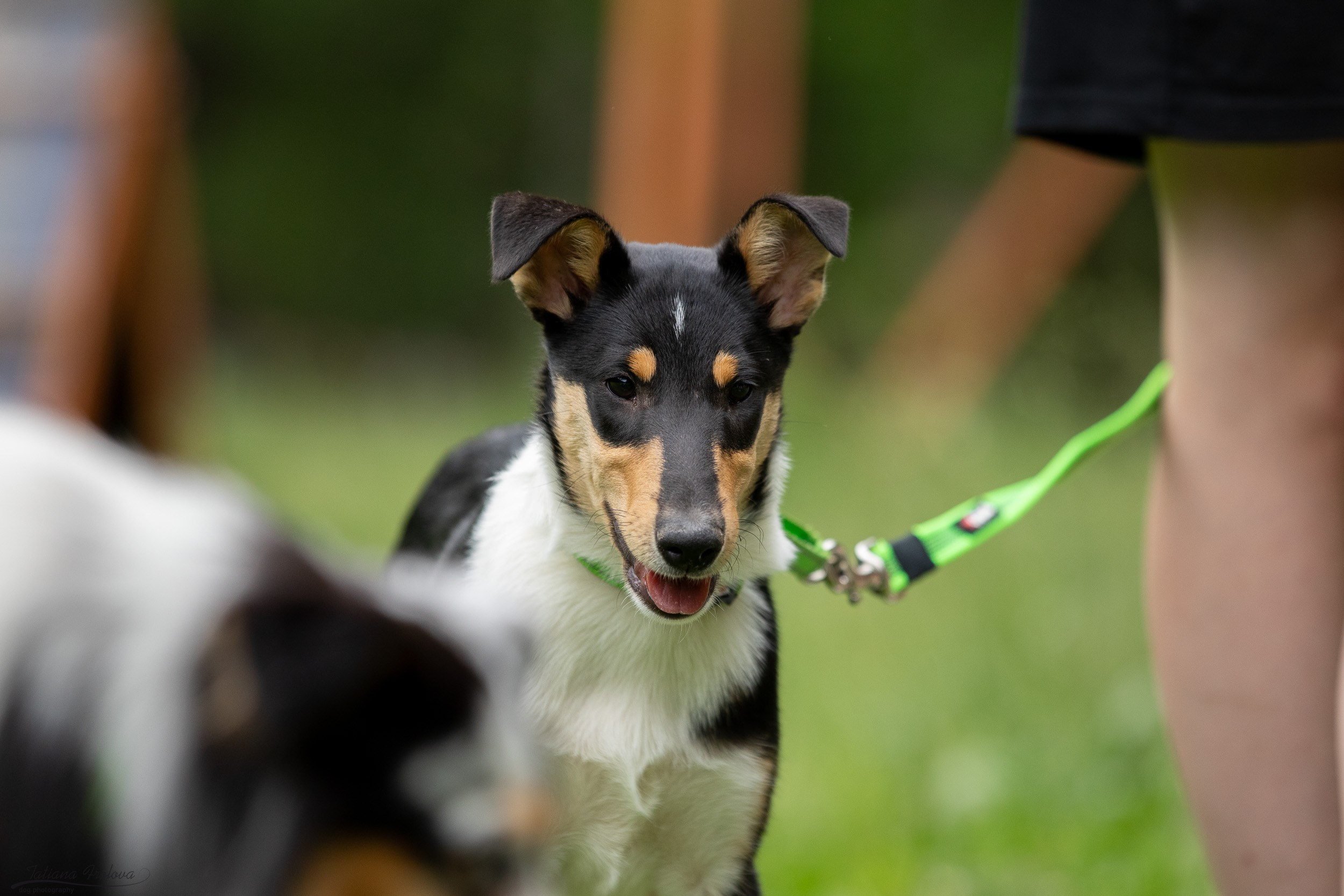 Репортаж с выводки молодняка колли/шелти в Ясенево. Фотограф-анималист в Москве и Московской области Татьяна Фролова