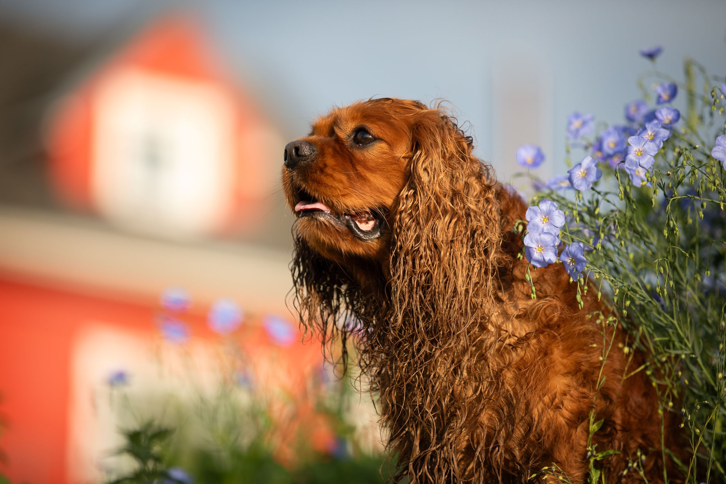 Утренняя съемка на маяке в Рязани. Фотограф-анималист в Москве и Московской области Татьяна Фролова