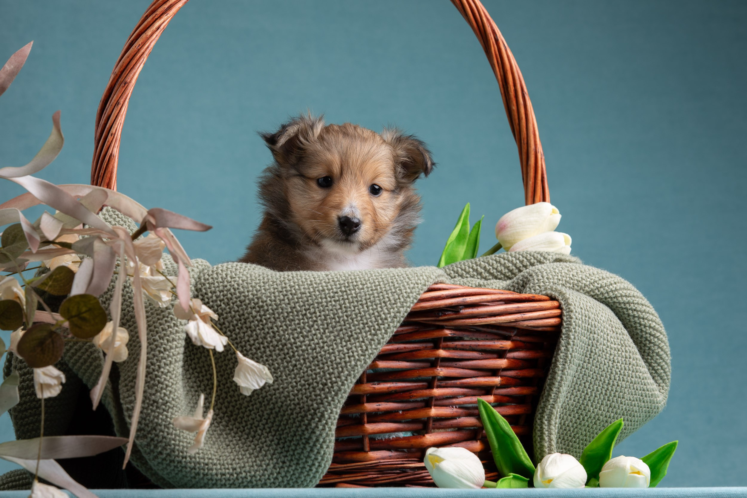 Фото соболиных щенков шелти в возрасте 7 недель на голубом фоне. Фотограф-анималист в Москве и Московской области Татьяна Фролова