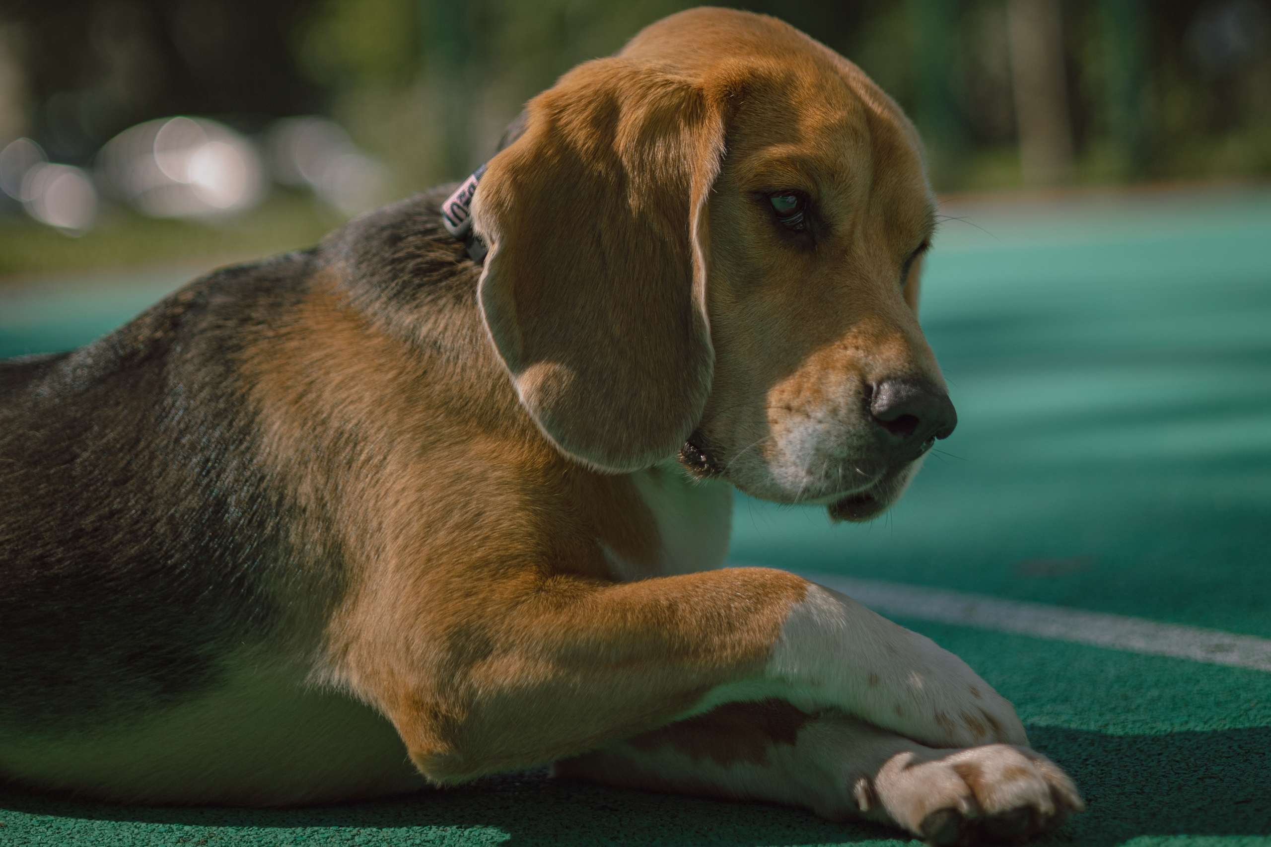 Оуджи и Катя. Фотограф — анималист •love-story•|Санкт-Петербург