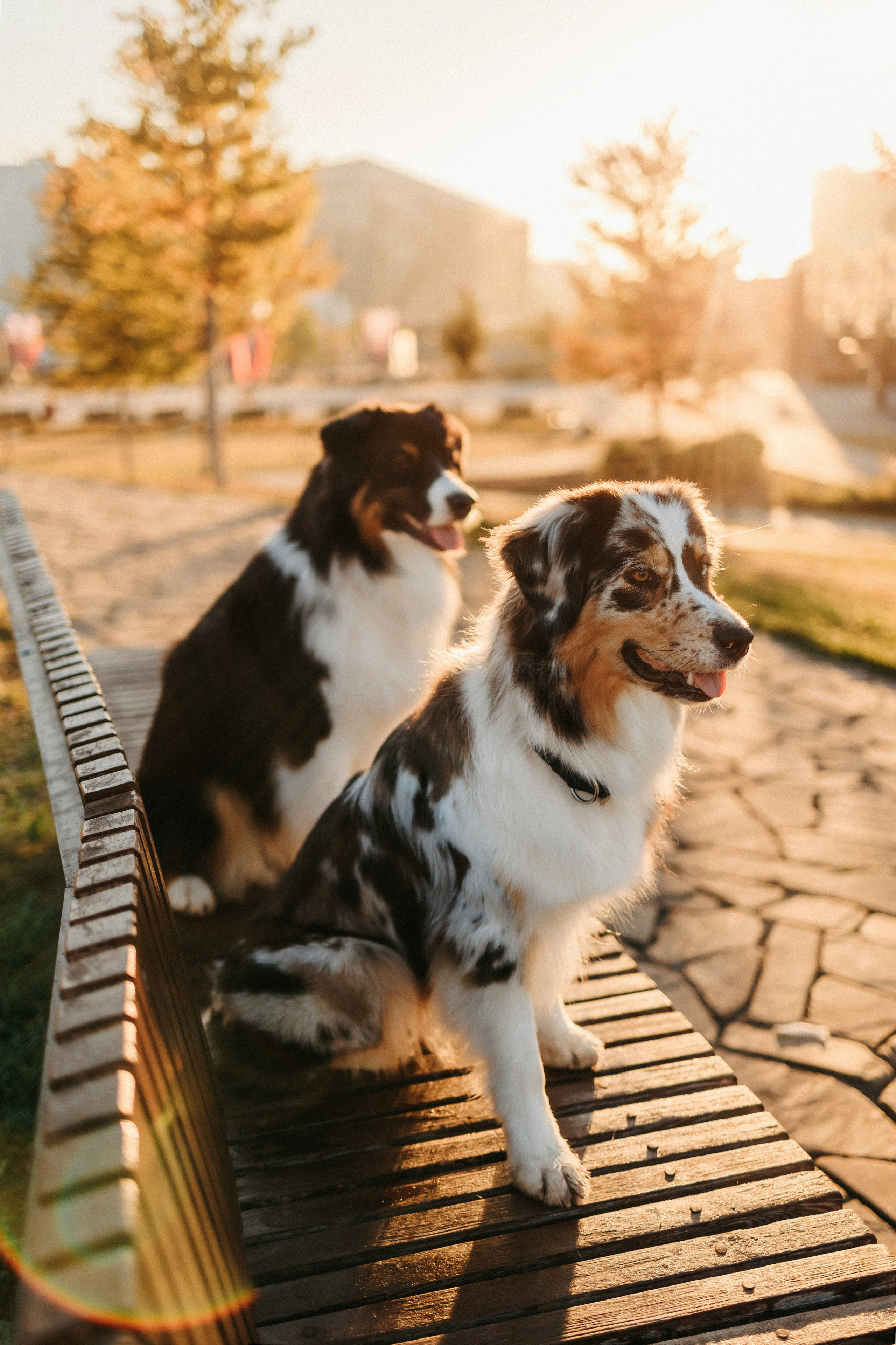 Аня, Чарли и Ева. Фотограф-анималист Елена Радченко, Москва