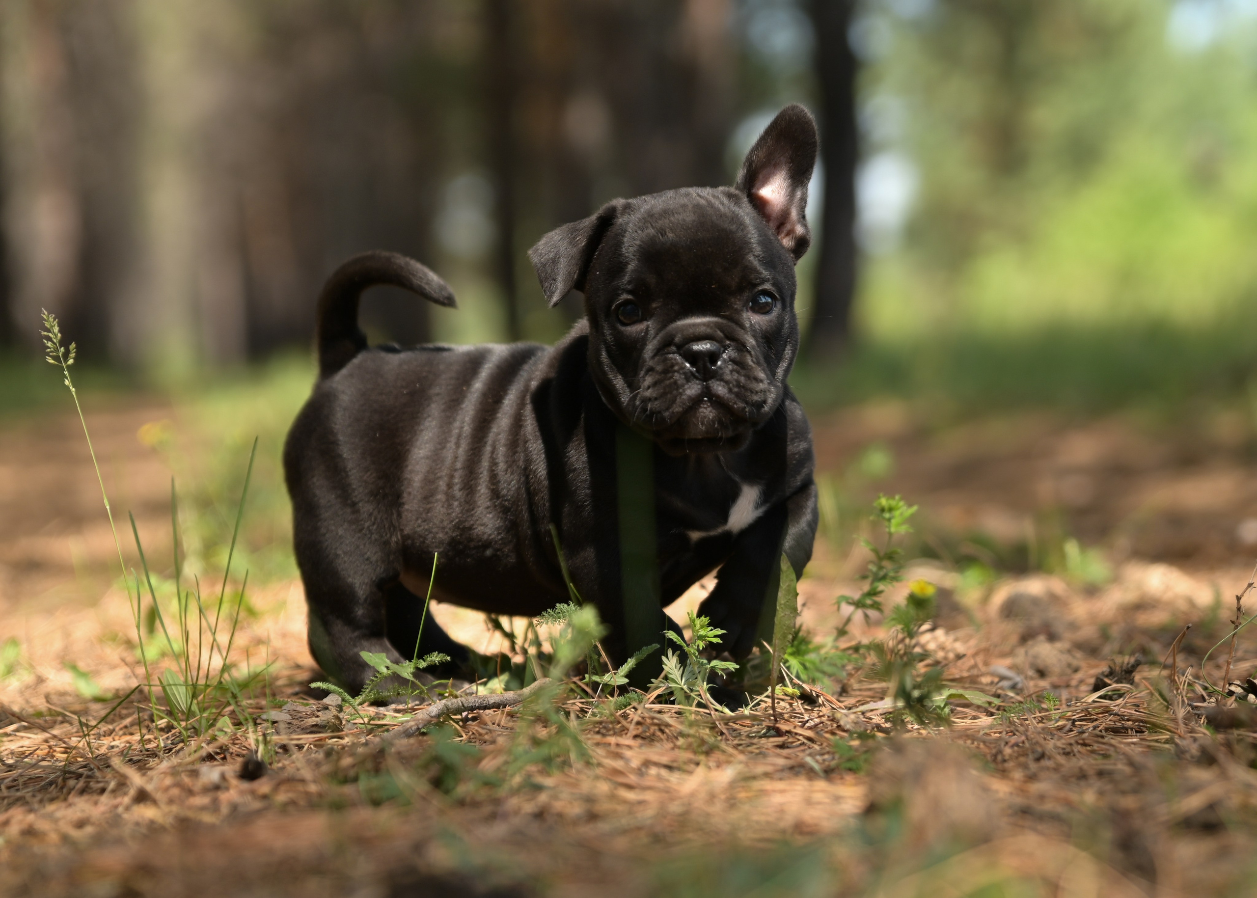 Свободные щенки Американский Булли в Иркутске. Питомник собак Иркутск