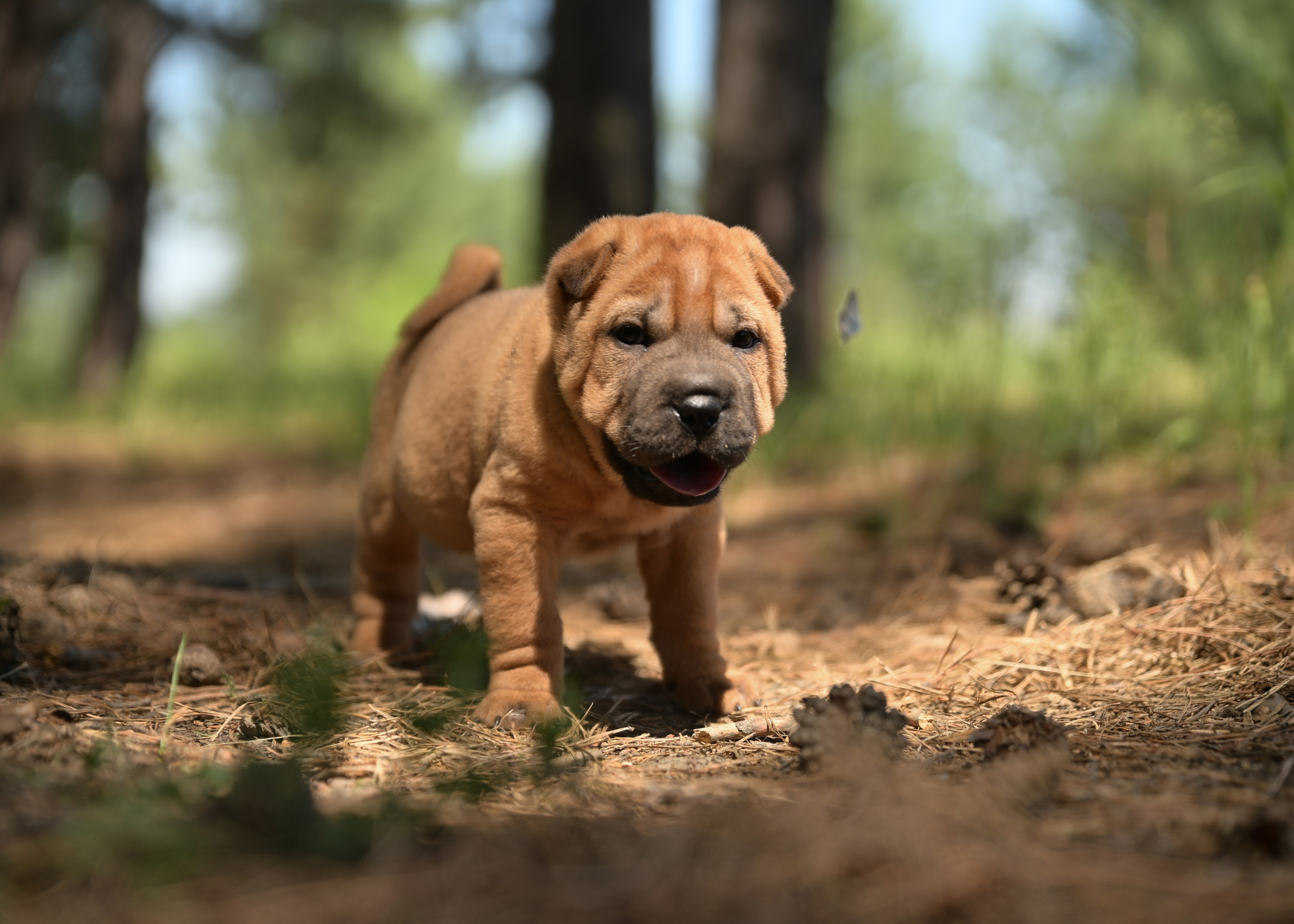 Свободные щенки Шар Пей в Иркутске. Питомник собак Иркутск