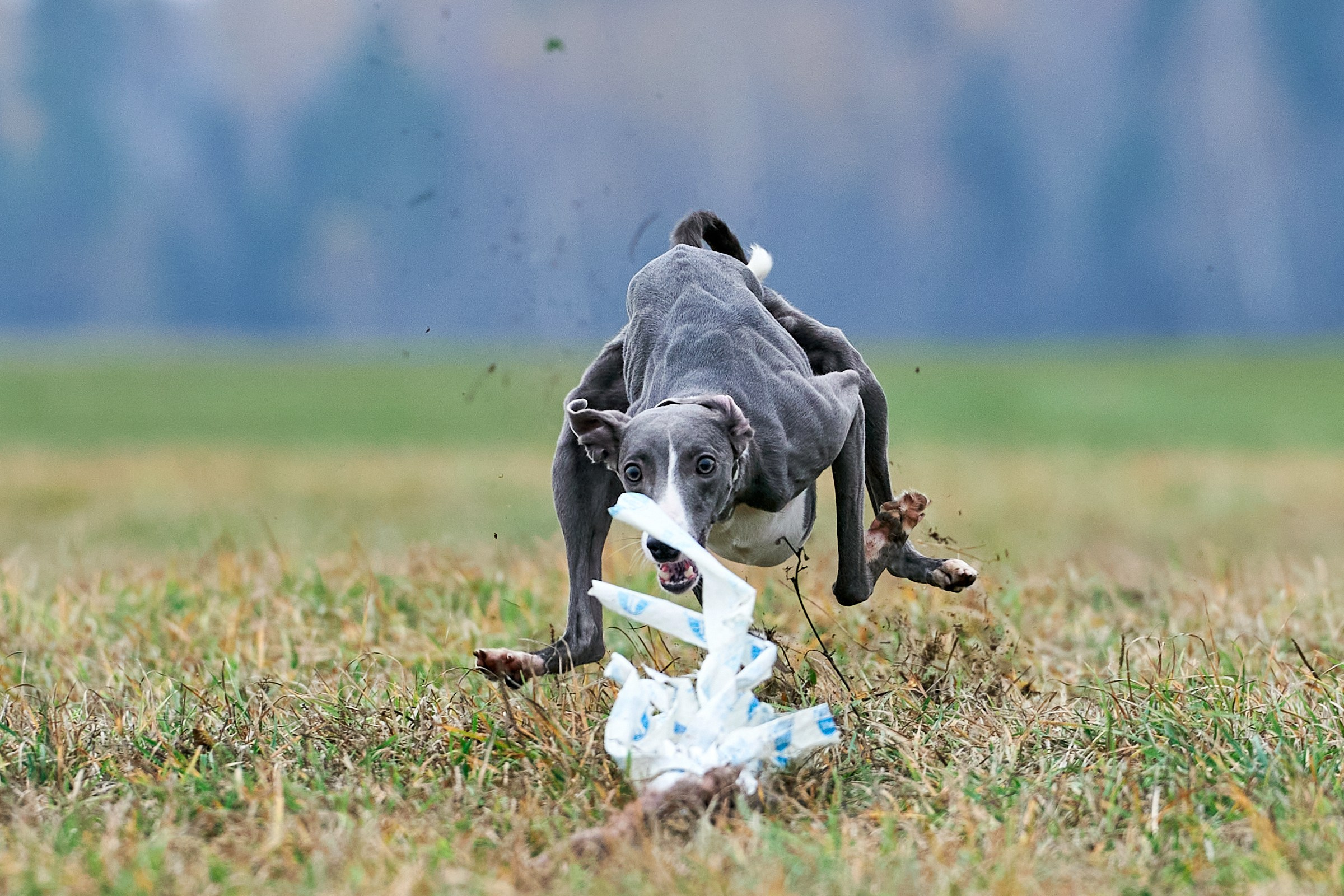 Репортажная съемка. Фотограф-анималист Михаил Манухин