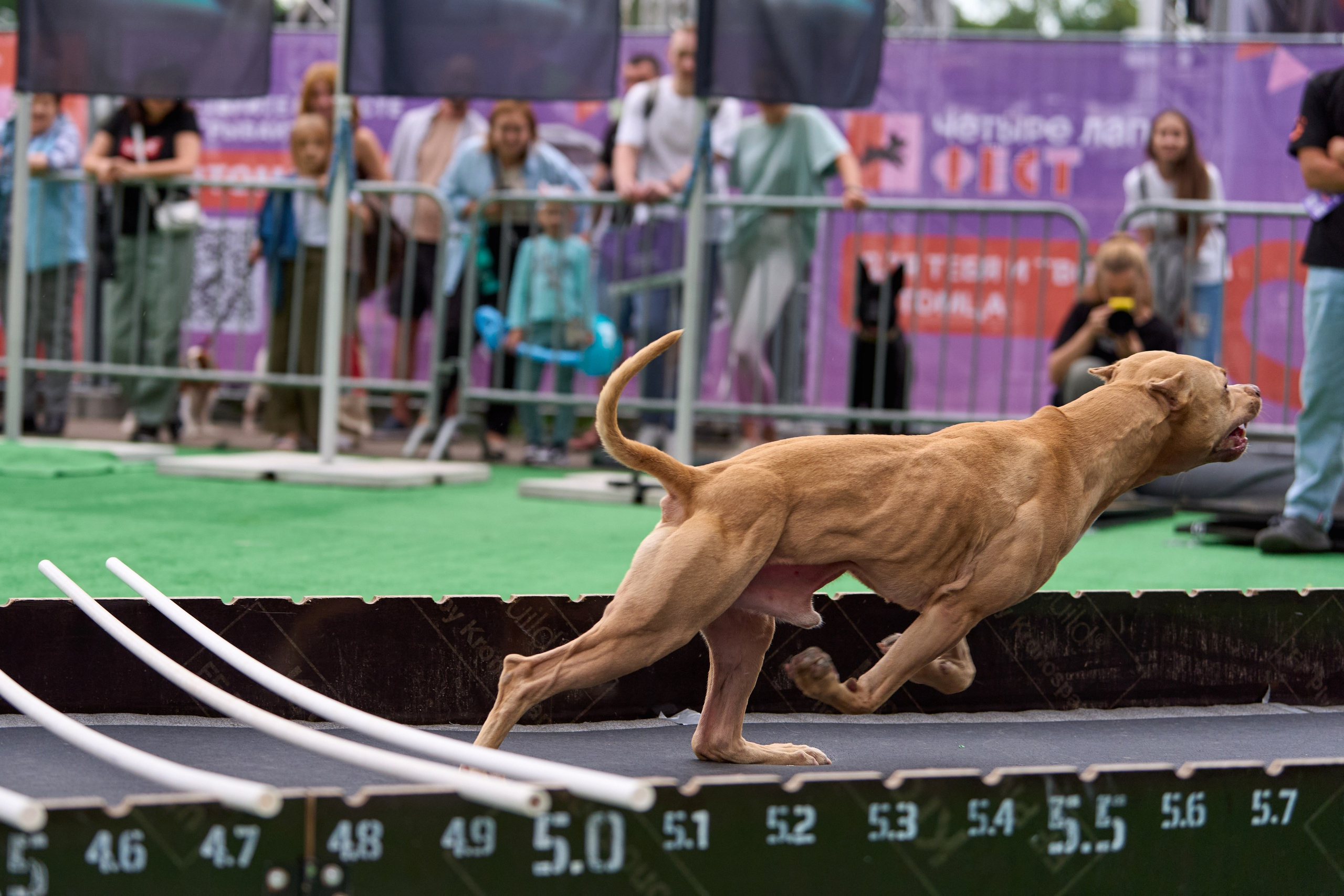 4 лапы Фест. Многоборье. Фотограф-анималист Михаил Манухин