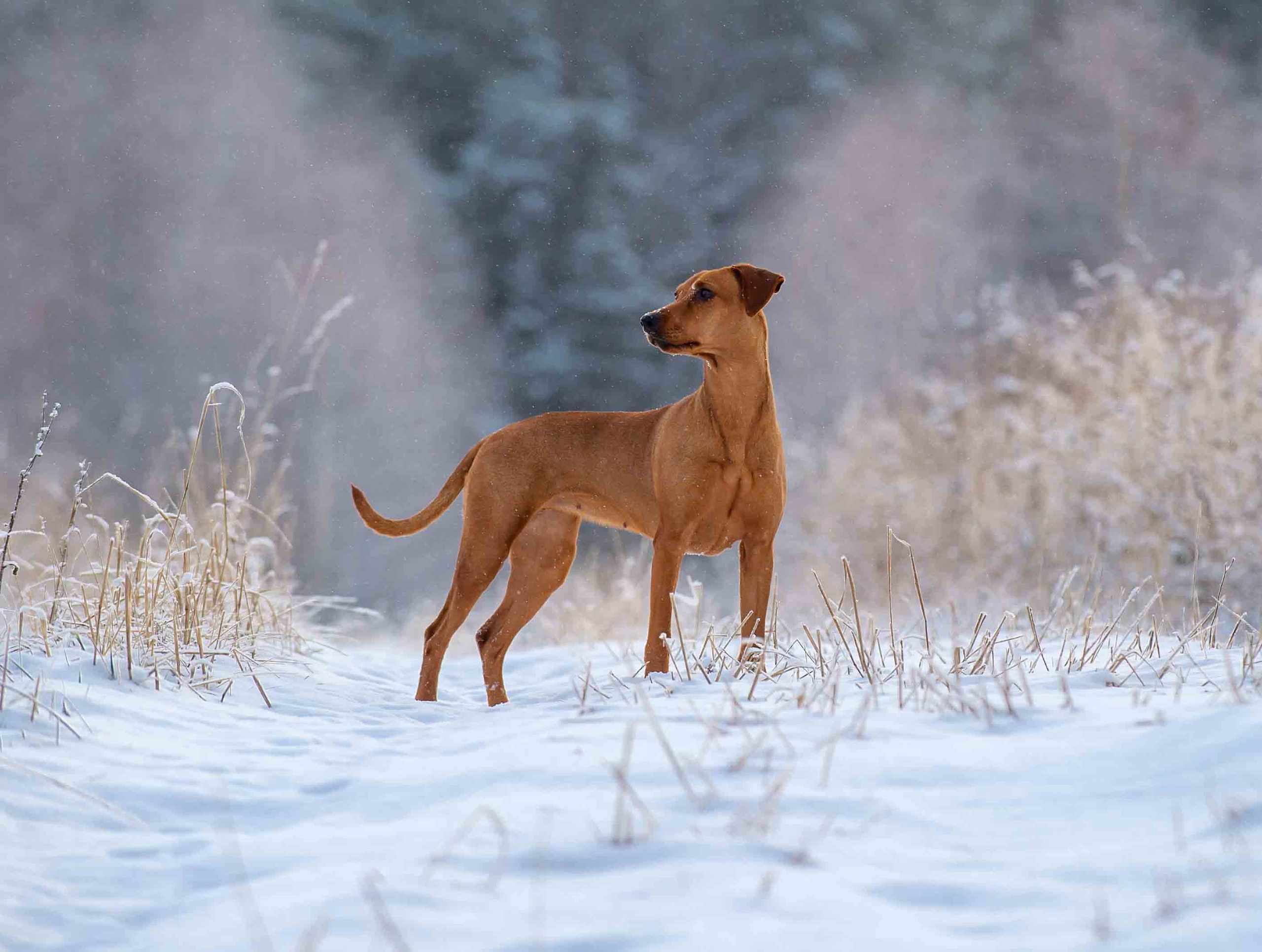 Собаки. Портретная и свадебная фотосъемка. Москва и область