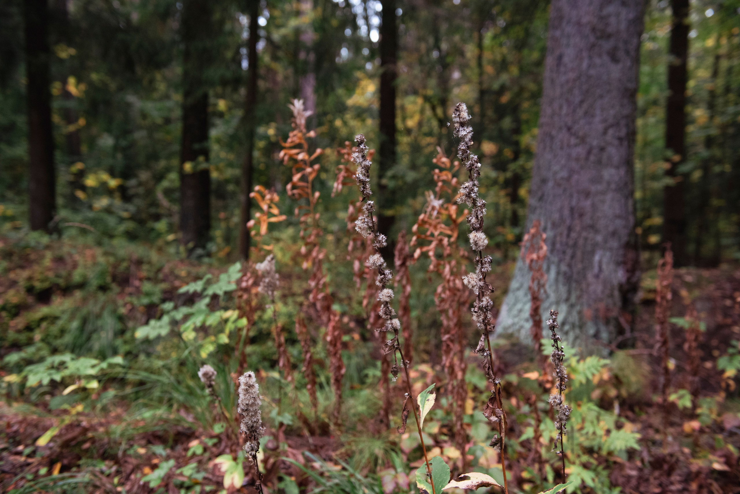 Павловский парк. Портретный и архитектурный фотограф в Москве и Санкт-Петербурге