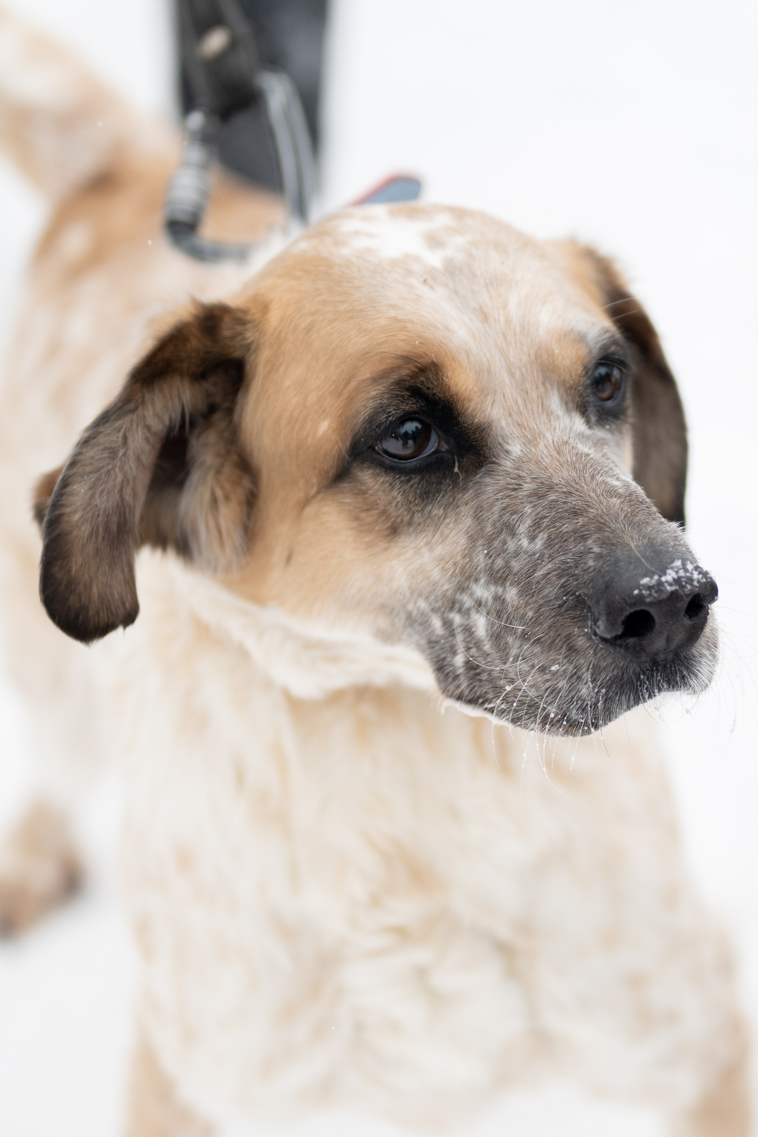 Приют «Искра». Фотограф и видеограф в Москве Анна Матюхина