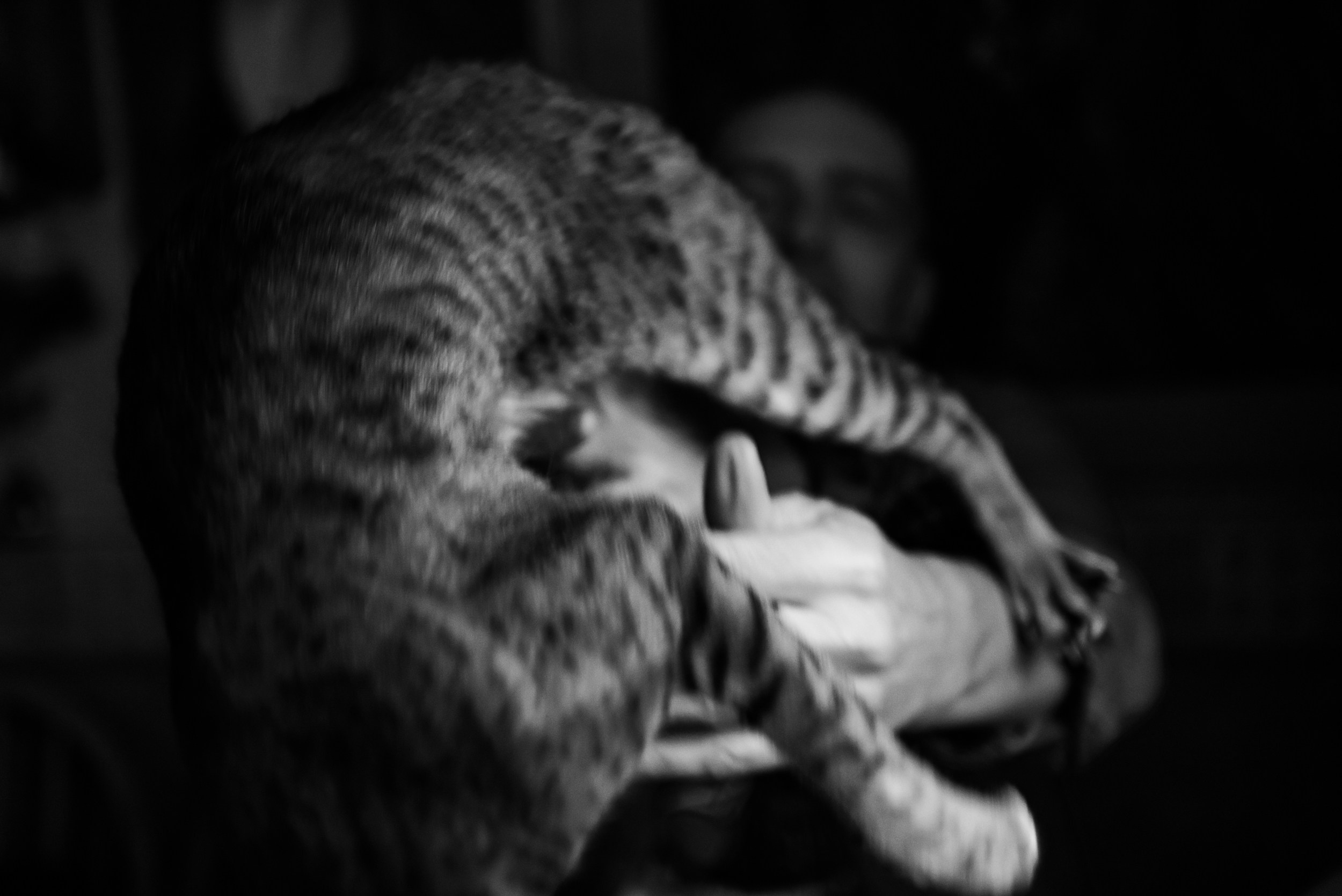 Квартира с картинами. Алиса, Андрей и их пушистая семья. Семейный Фотограф в Москве Ирина Хохлова