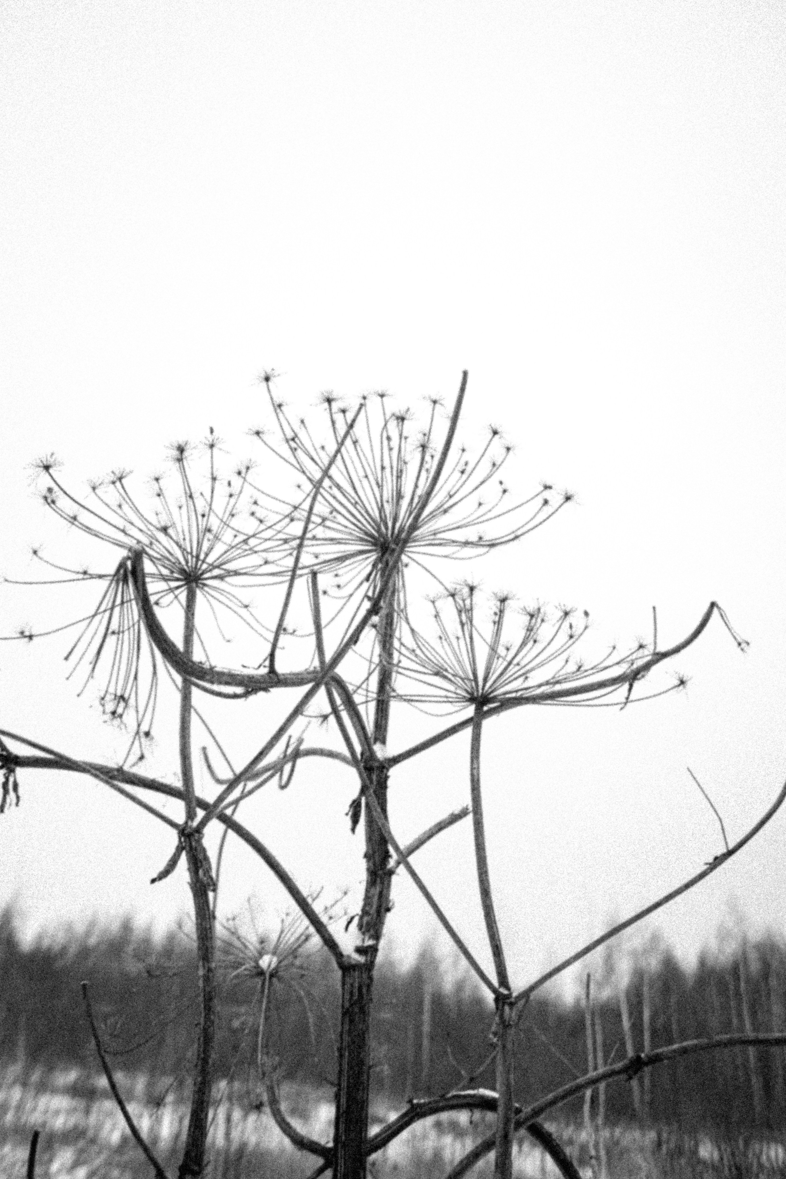 Олеся. Зимнее поле. Фотограф в Нижнем Новгороде