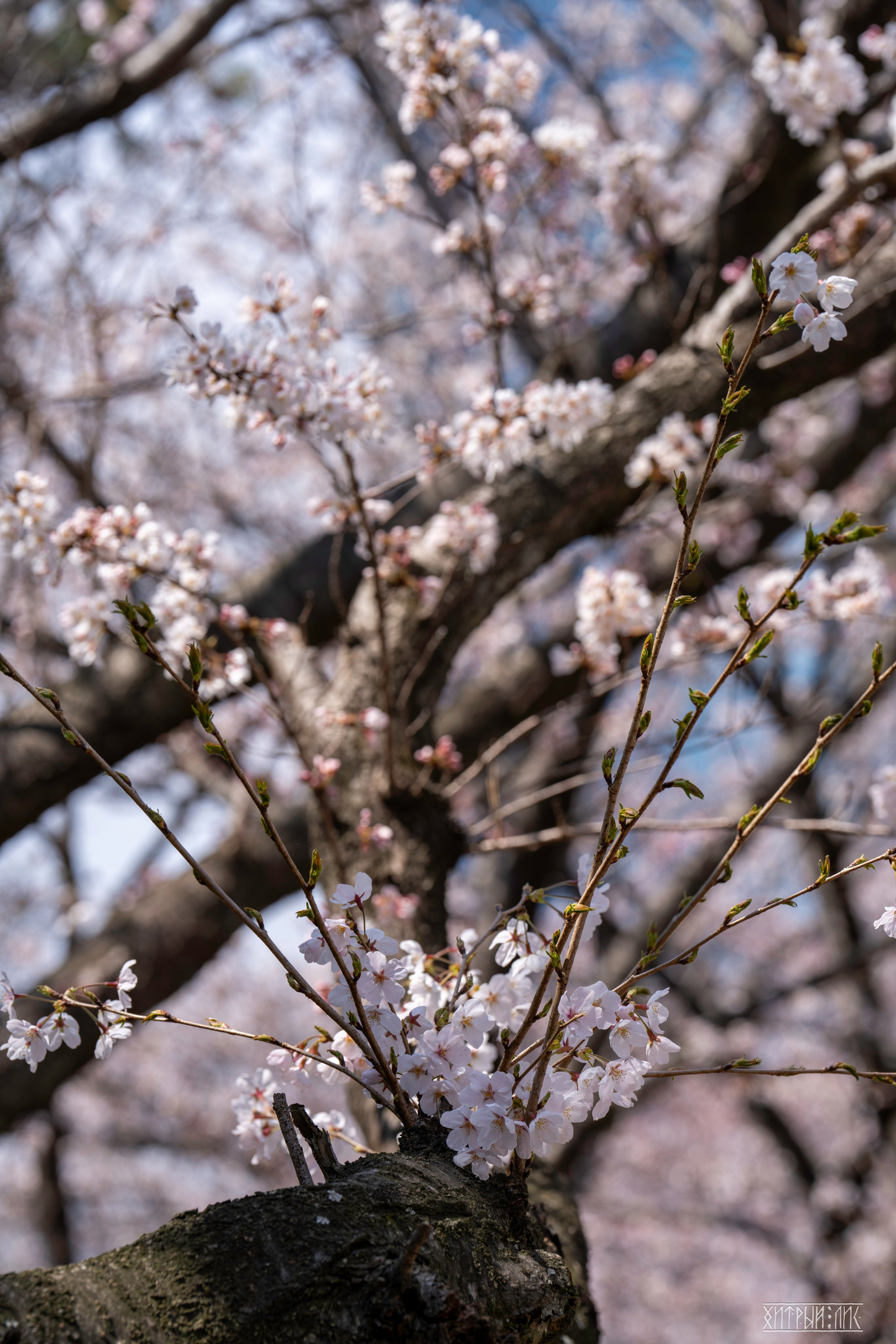 Южная Корея. Фотограф-путешественник Самойлов Максим «Sly Fox»