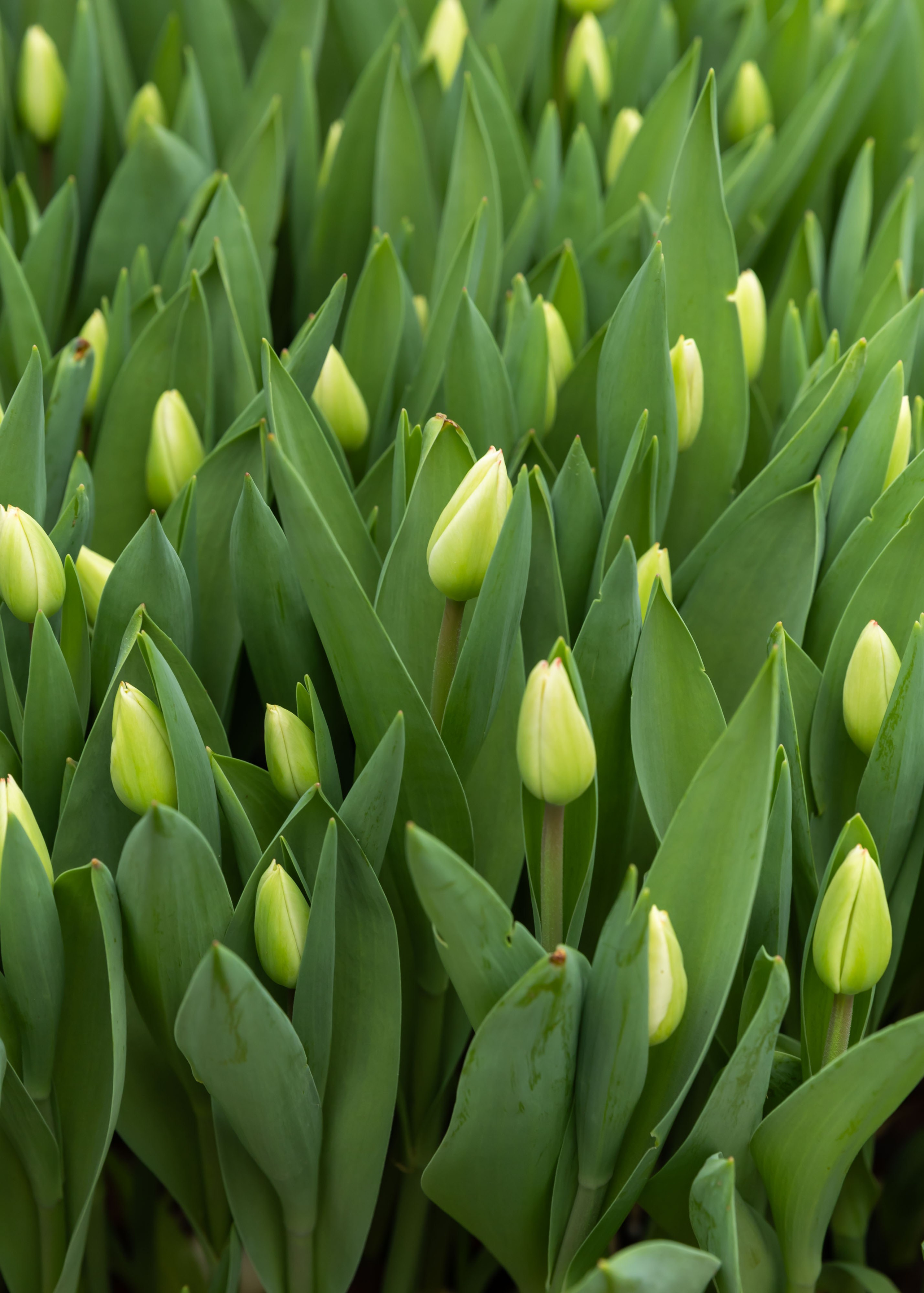 26.02.2026 Цветополис. ФОТОГРАФ ВИНОГРАДОВА ДАРЬЯ