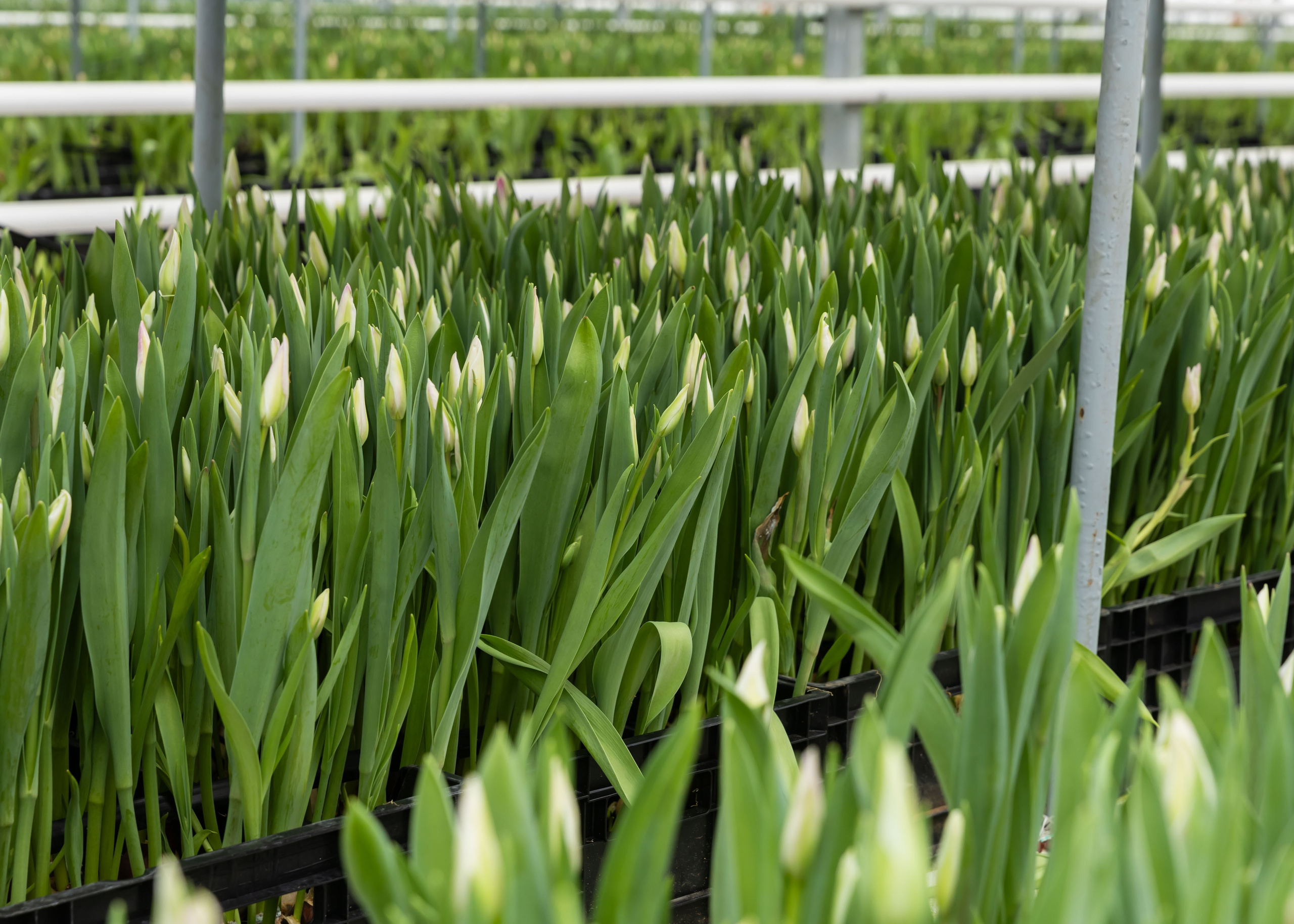 ЦВЕТЫ. ФОТОГРАФ ВИНОГРАДОВА ДАРЬЯ