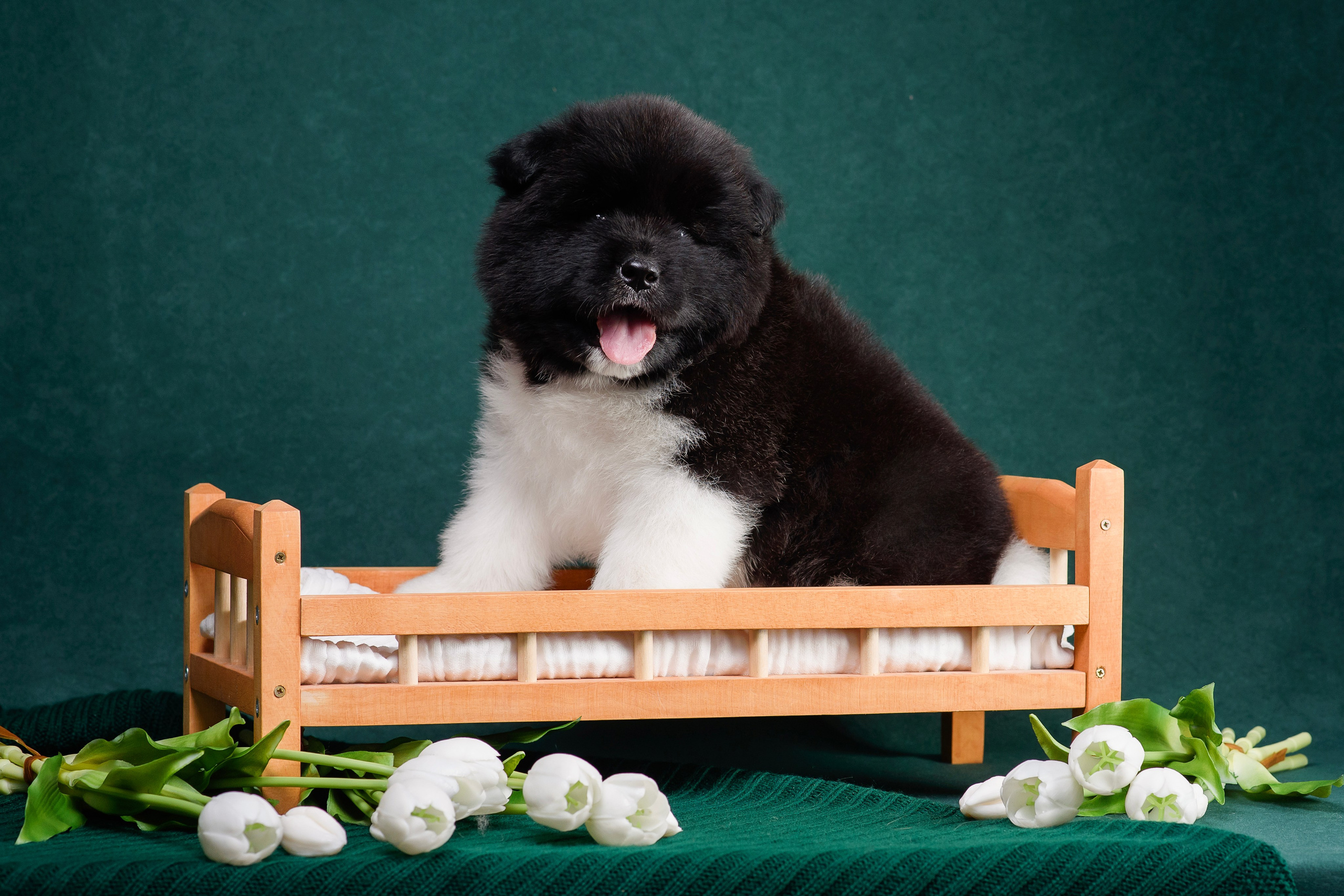 Щенки Американской Акиты. Фотограф — Анималист | Анна Абрамова