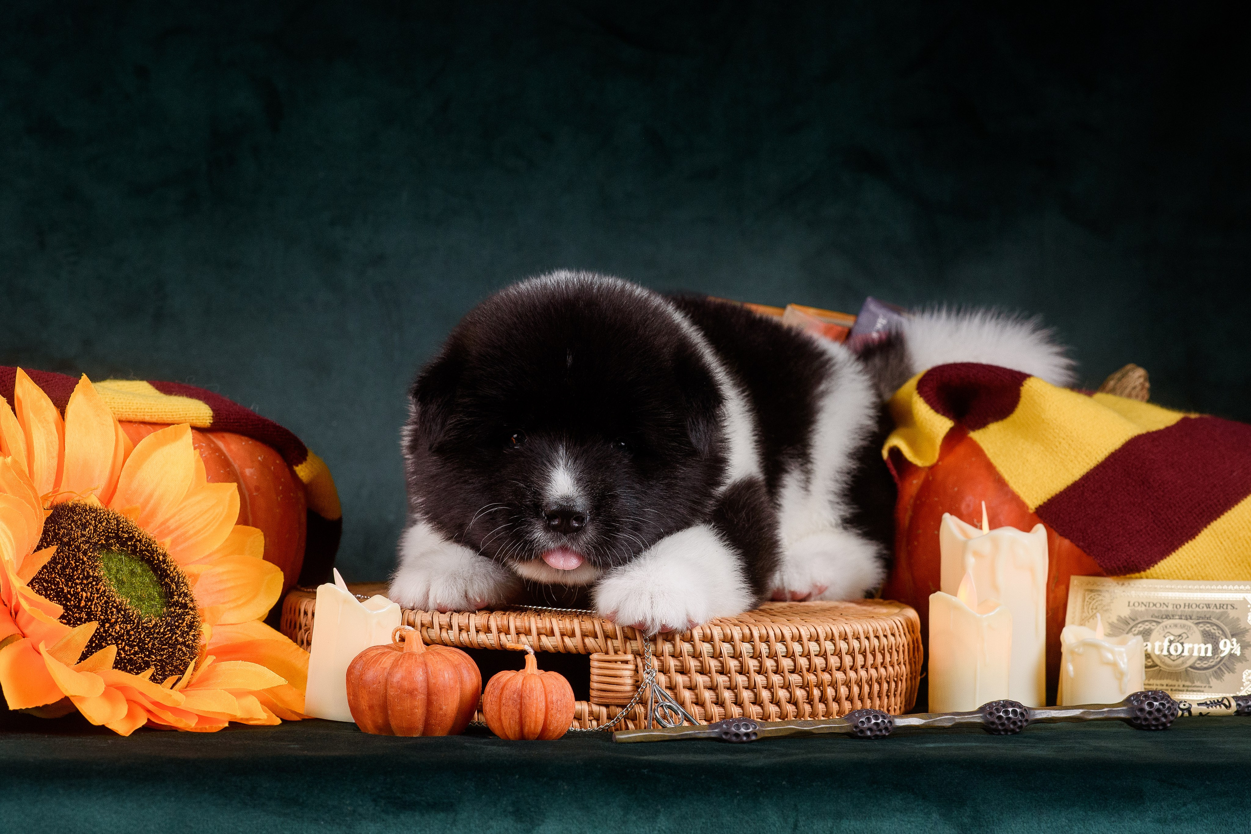 Щенки Американской Акиты — 04.11.2024. Фотограф — Анималист | Анна Абрамова