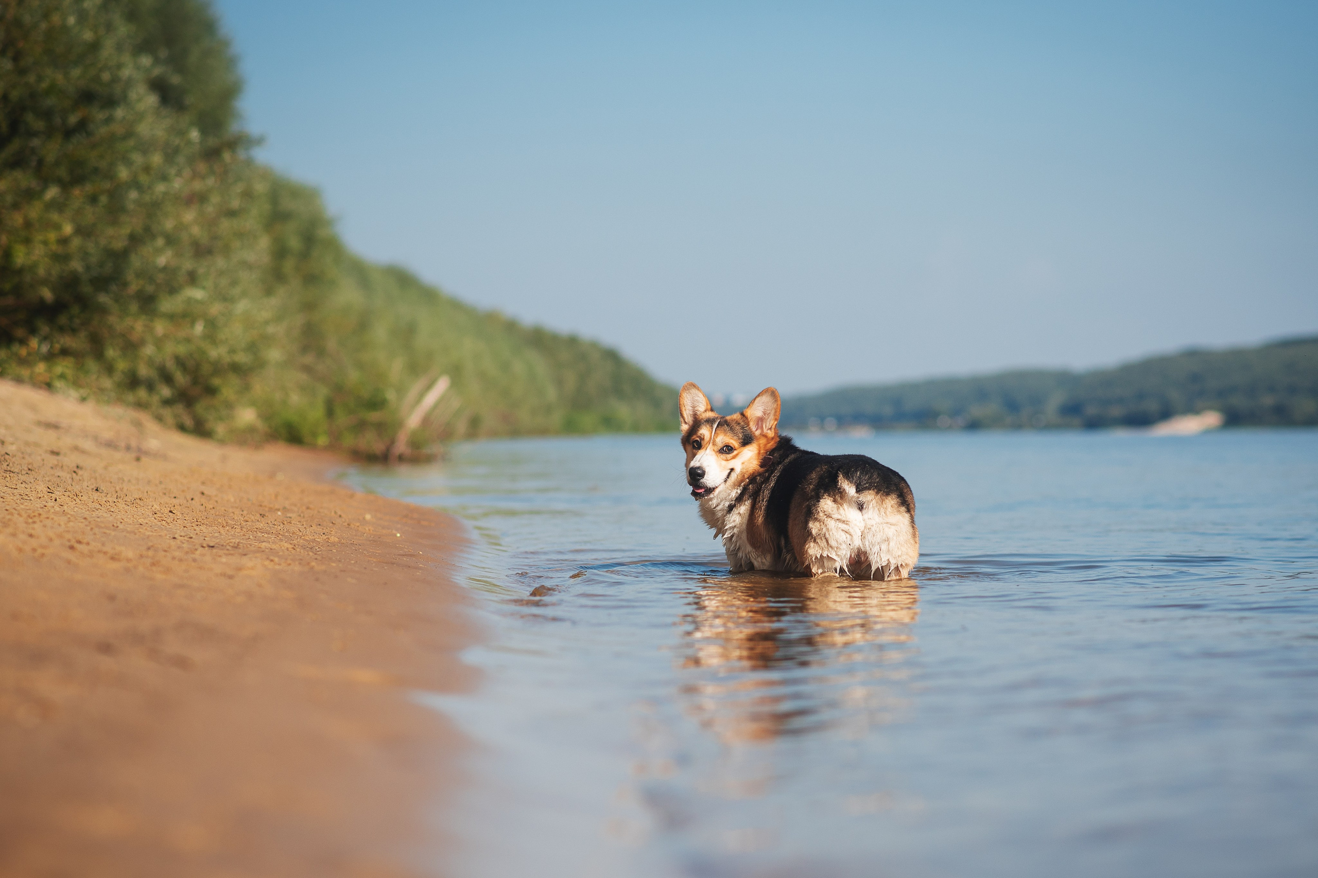 Майк и Лея — 29.08.2024. Фотограф — Анималист | Анна Абрамова