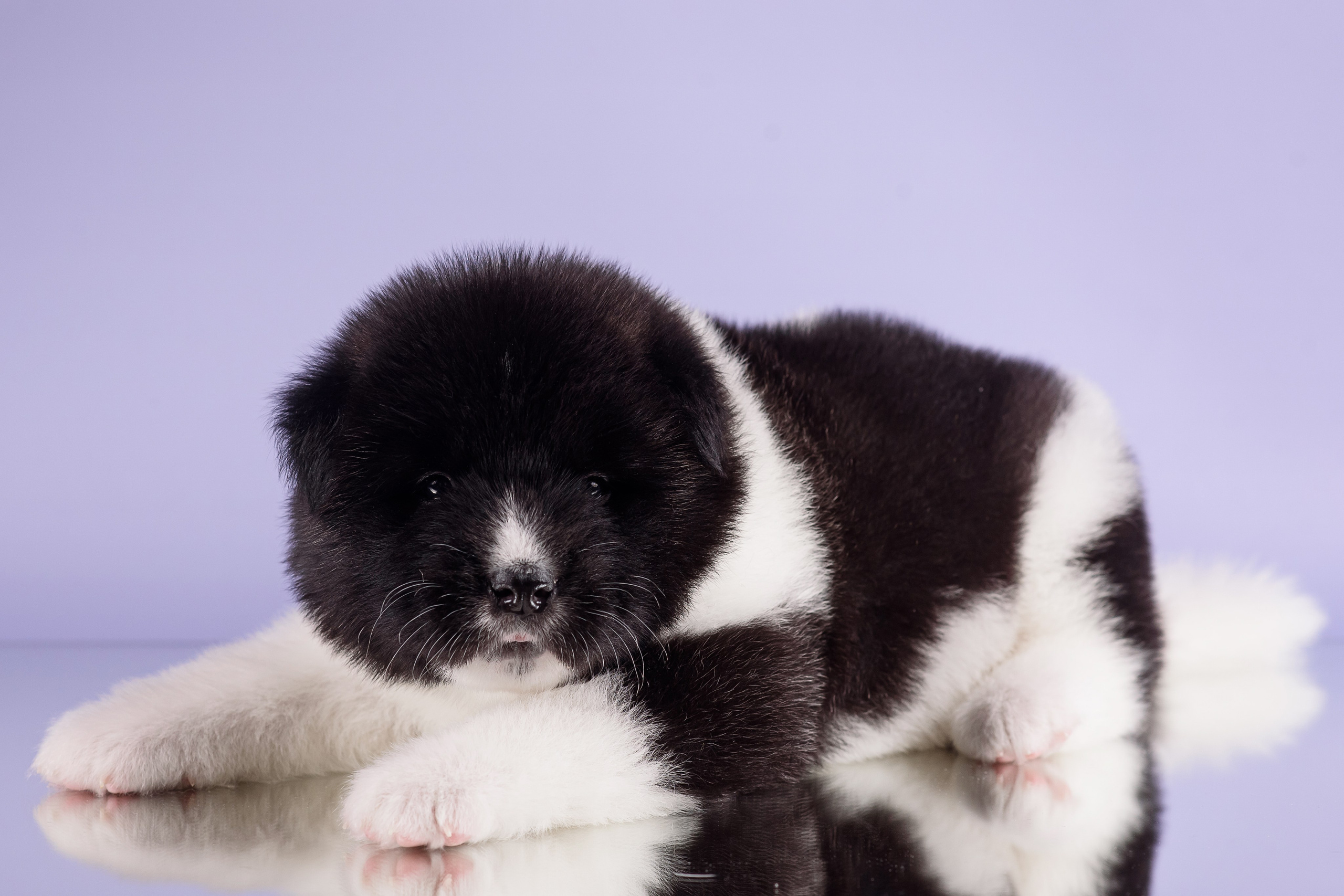 Щенки Американской Акиты — 04.11.2024. Фотограф — Анималист | Анна Абрамова