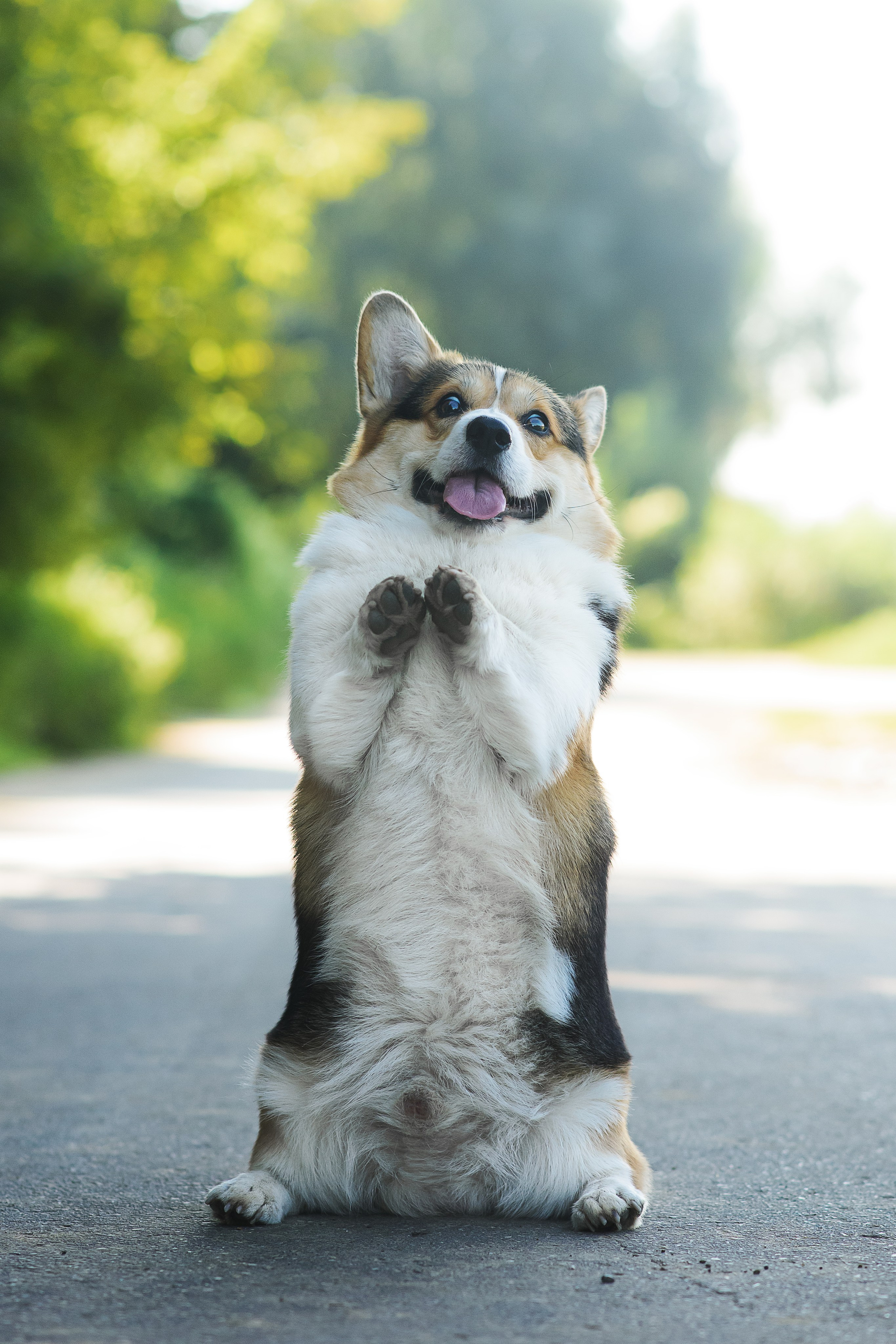 Майк и Лея — 29.08.2024. Фотограф — Анималист | Анна Абрамова