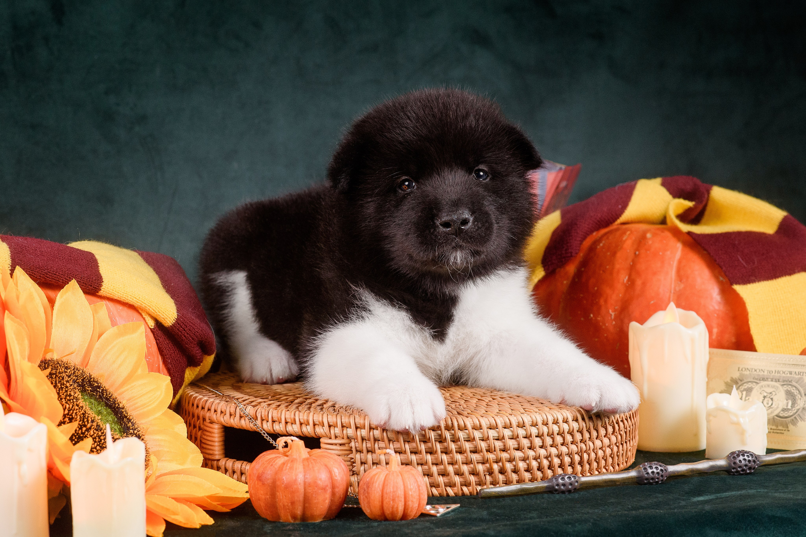 Щенки Американской Акиты — 04.11.2024. Фотограф — Анималист | Анна Абрамова