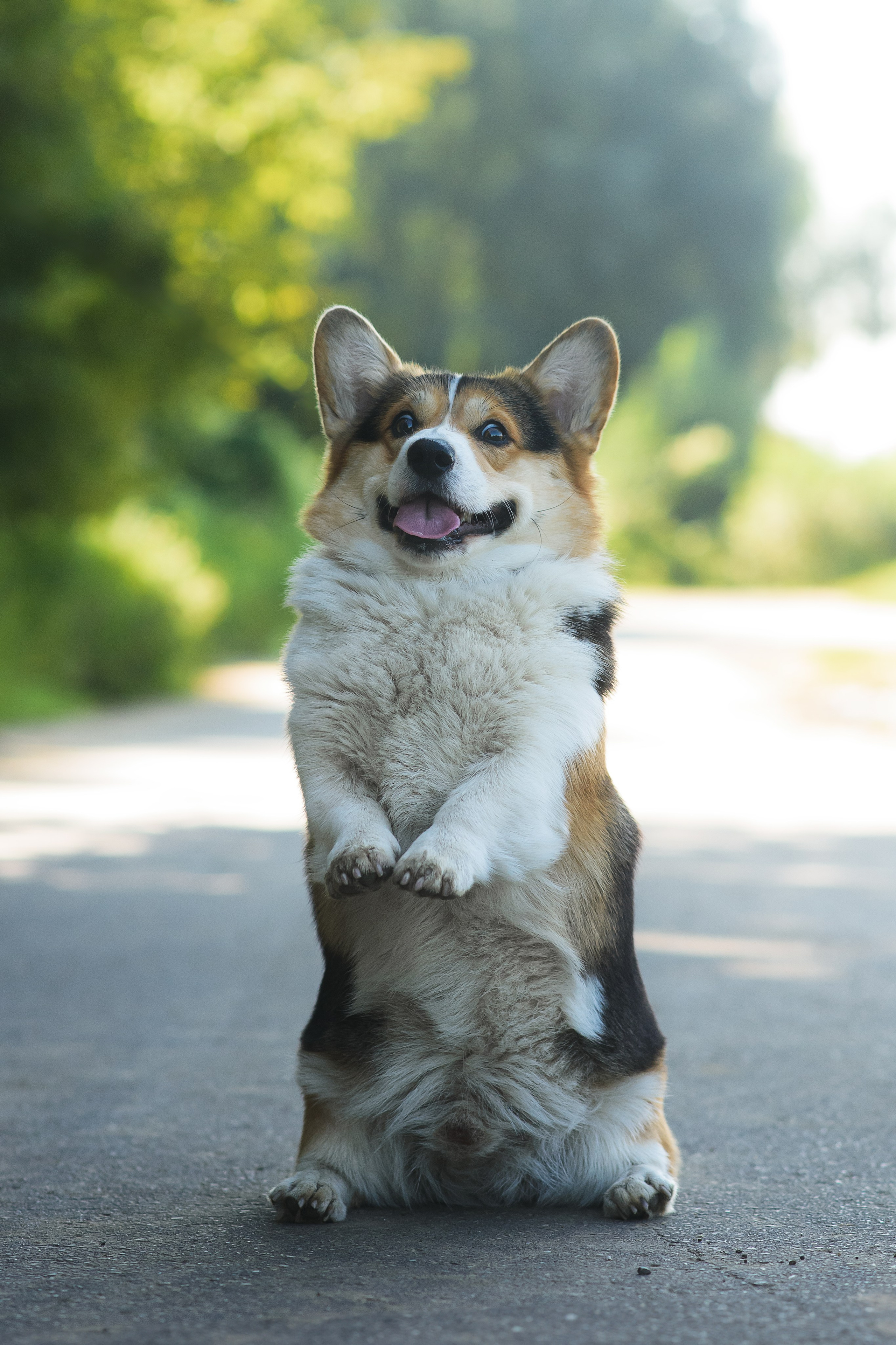 Майк и Лея — 29.08.2024. Фотограф — Анималист | Анна Абрамова