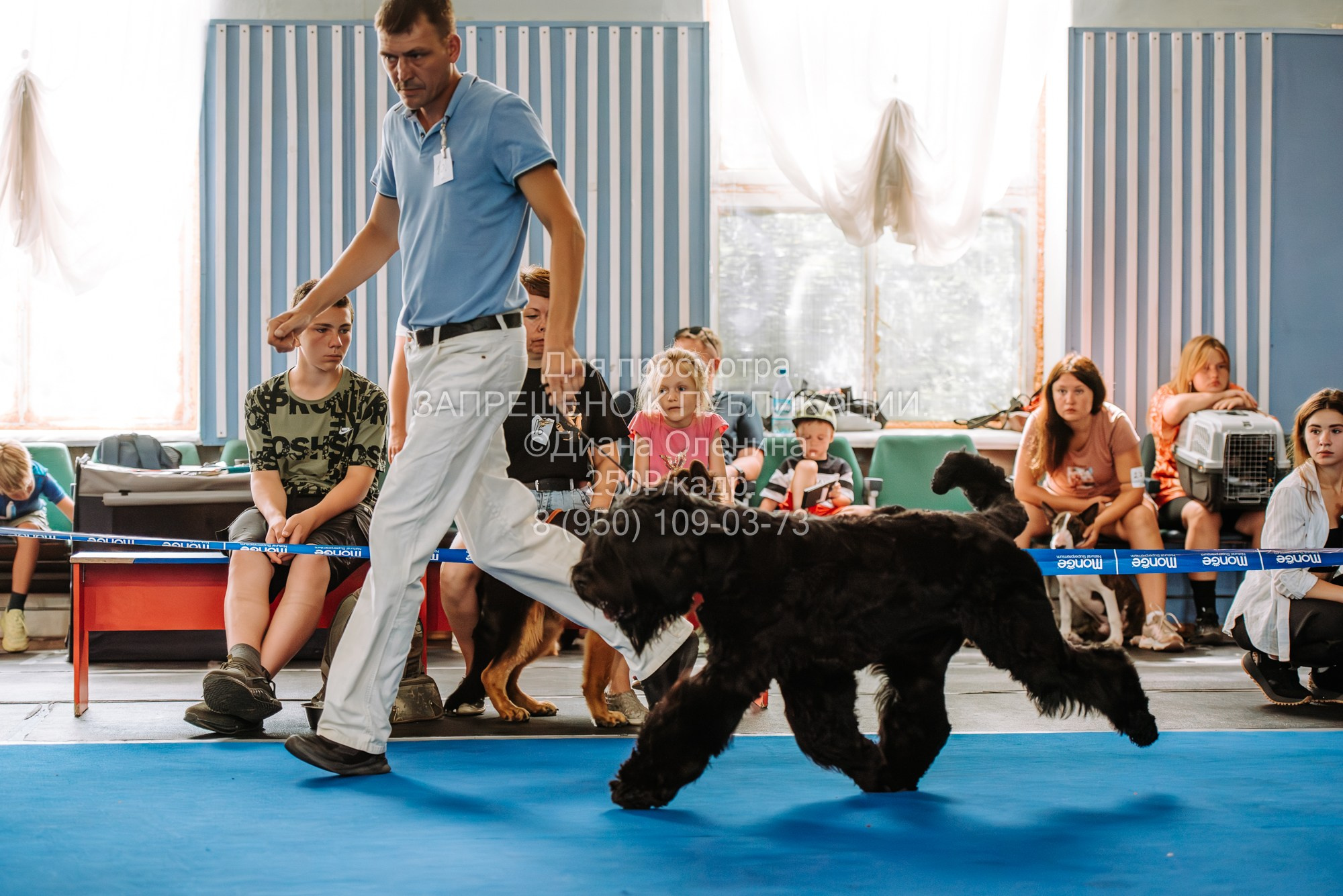 Национальная выставка собак всех пород ранга САС-IKU «Кубок Красноярск. Фотограф Диана Оленина Красноярск / Братск