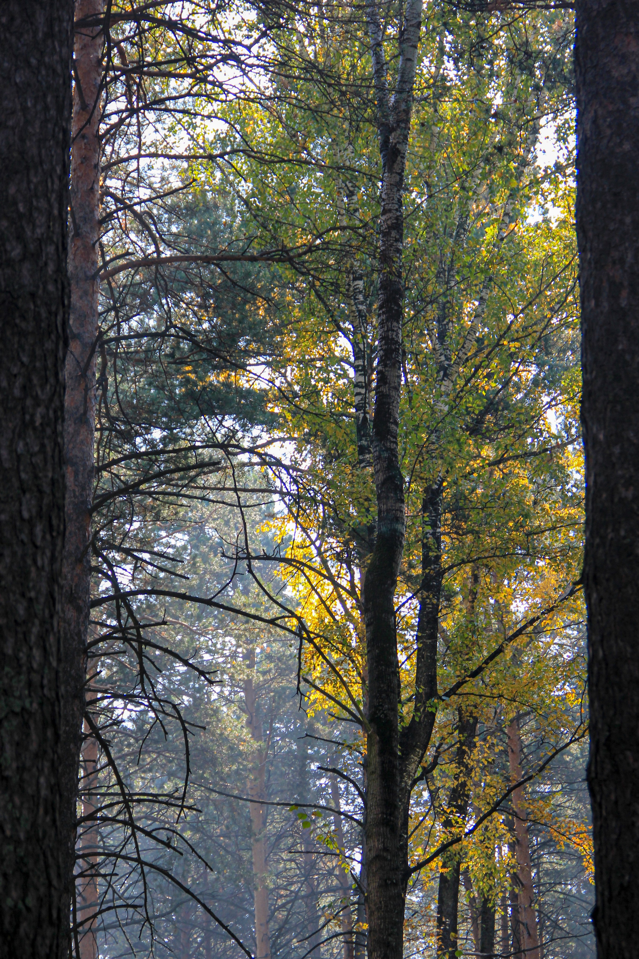 Осень. Ваш фотограф Северск | Томск