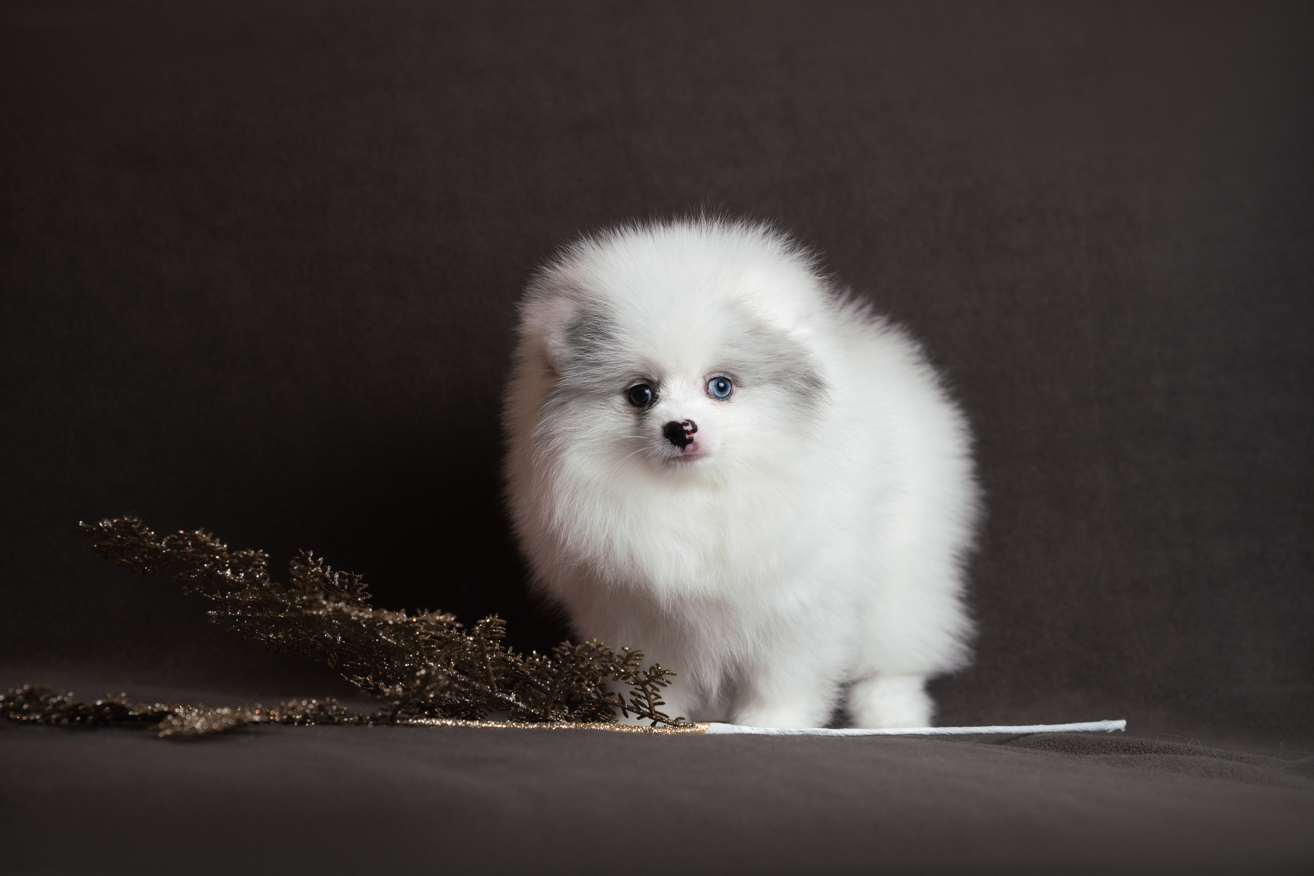 Шпицы. Фотограф анималист Осипчикова Мария