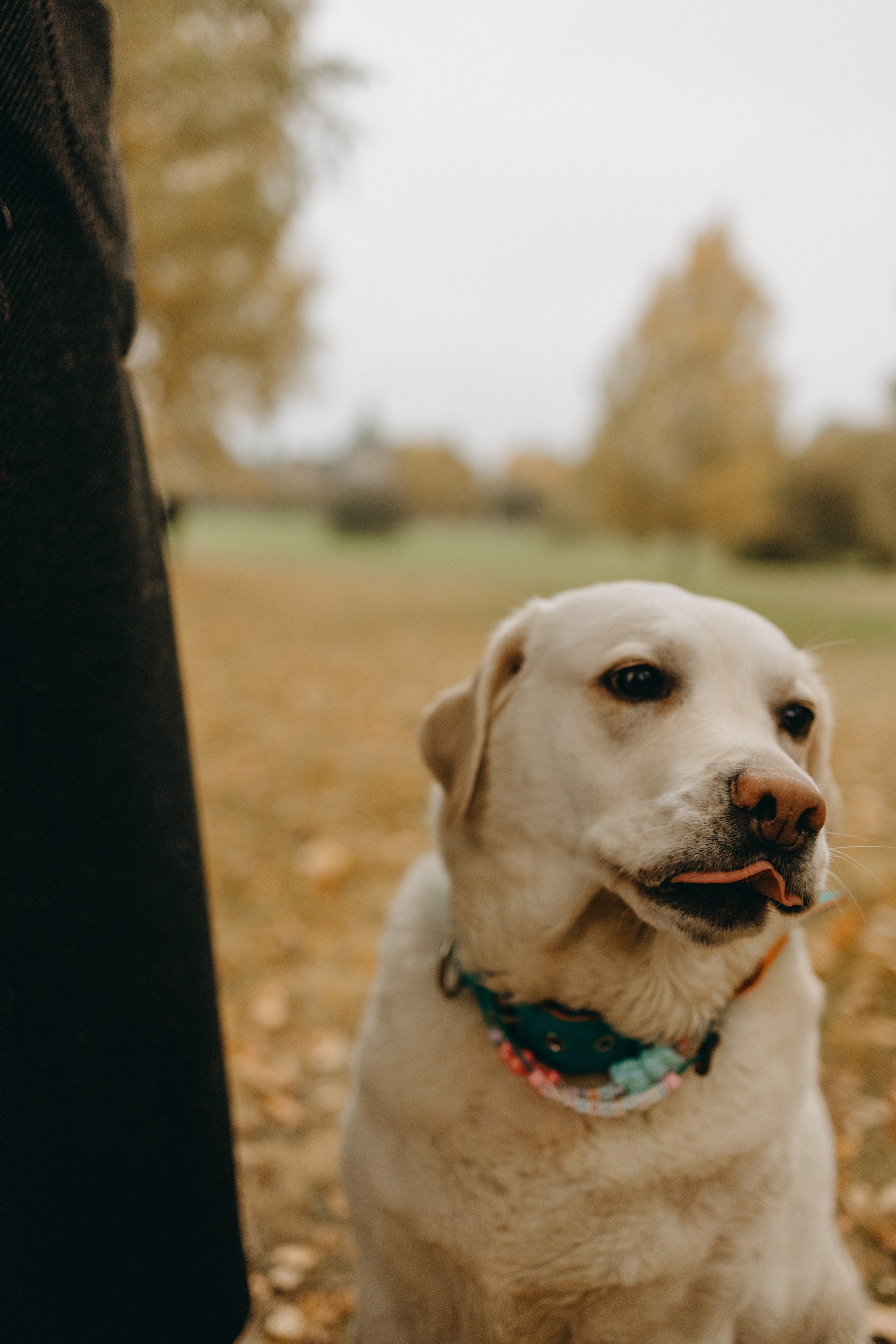 Женя и ее девочки. Фотограф — Анималист | Санкт-Петербург