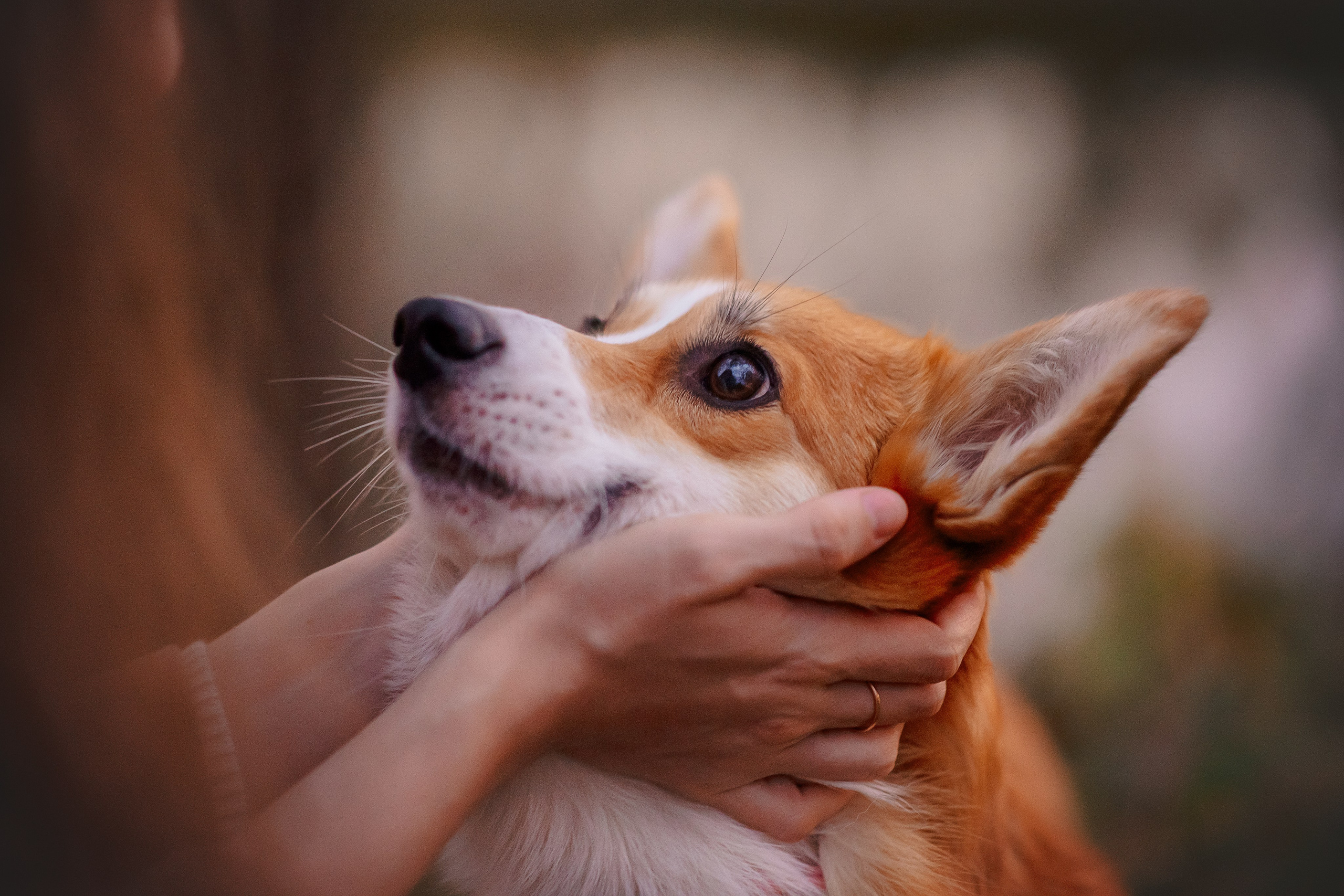 Максим, Аня и Челси — 19.10.2024. Фотограф — Анималист | Анна Абрамова