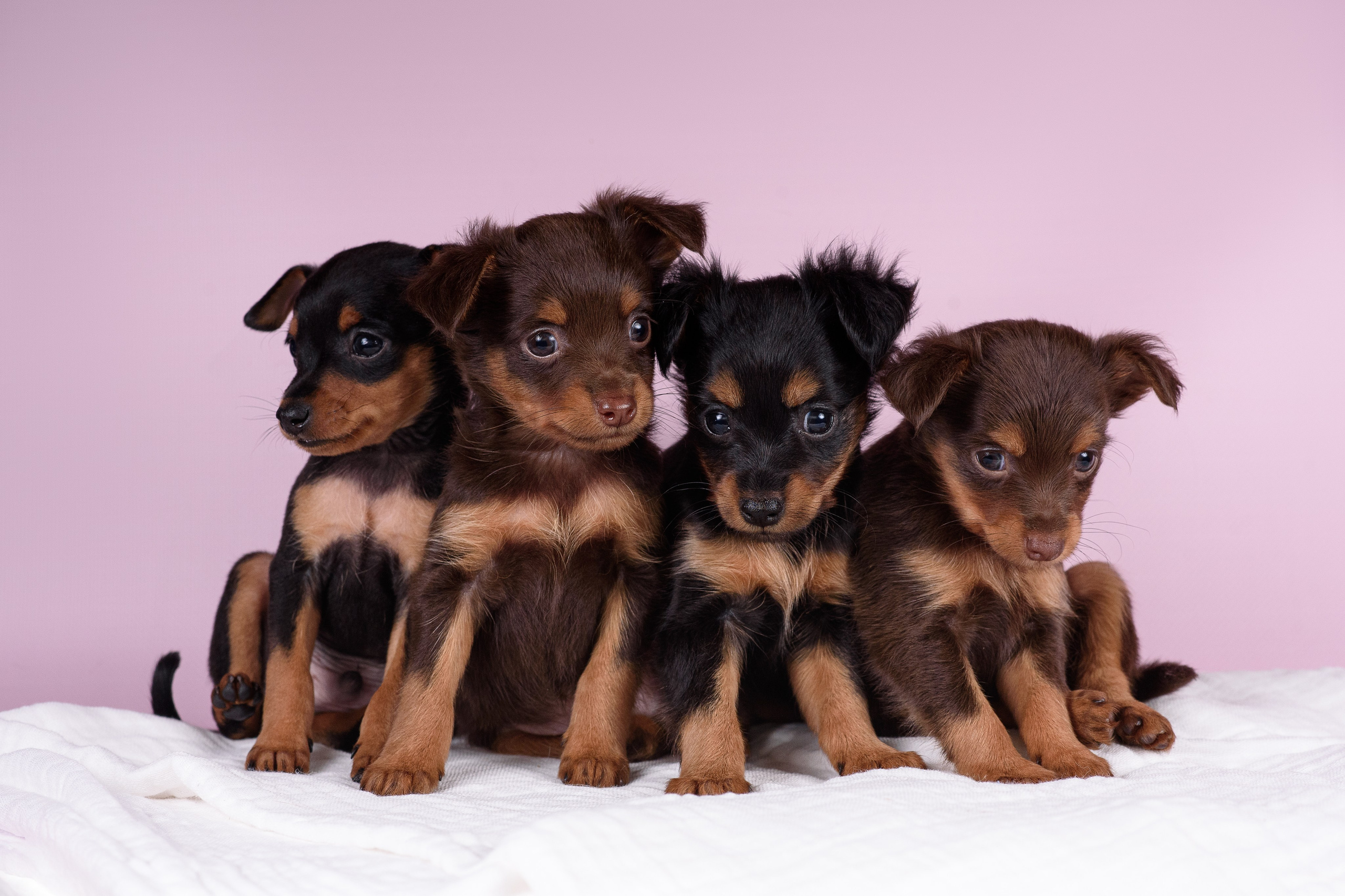 Щенки Пражских крысариков -13.04.2024. Фотограф — Анималист | Анна Абрамова