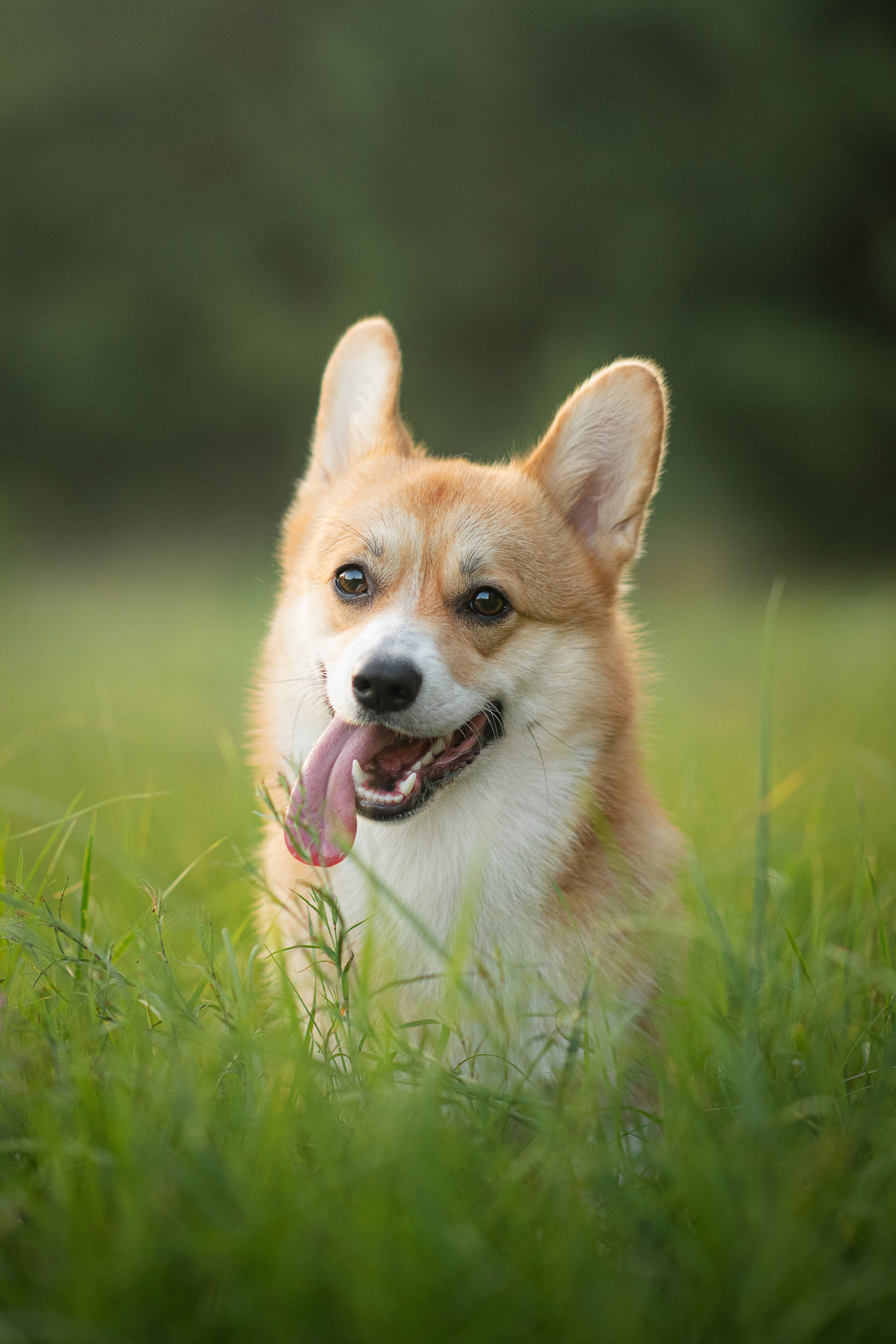 Саша, Оксана и Барни — 25.08.2024. Фотограф — Анималист | Анна Абрамова