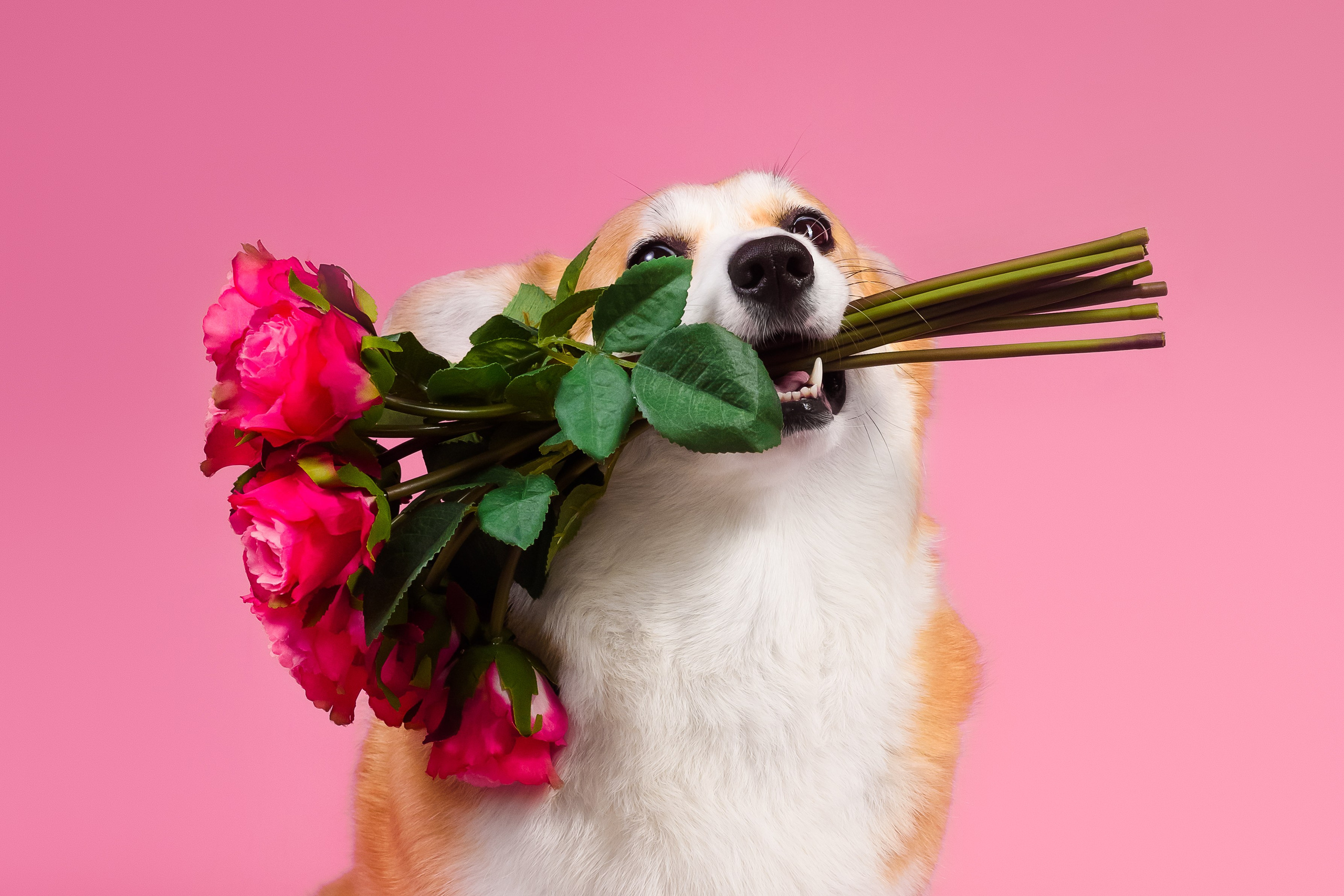 Лея на однотонном фоне. Фотограф — Анималист | Анна Абрамова