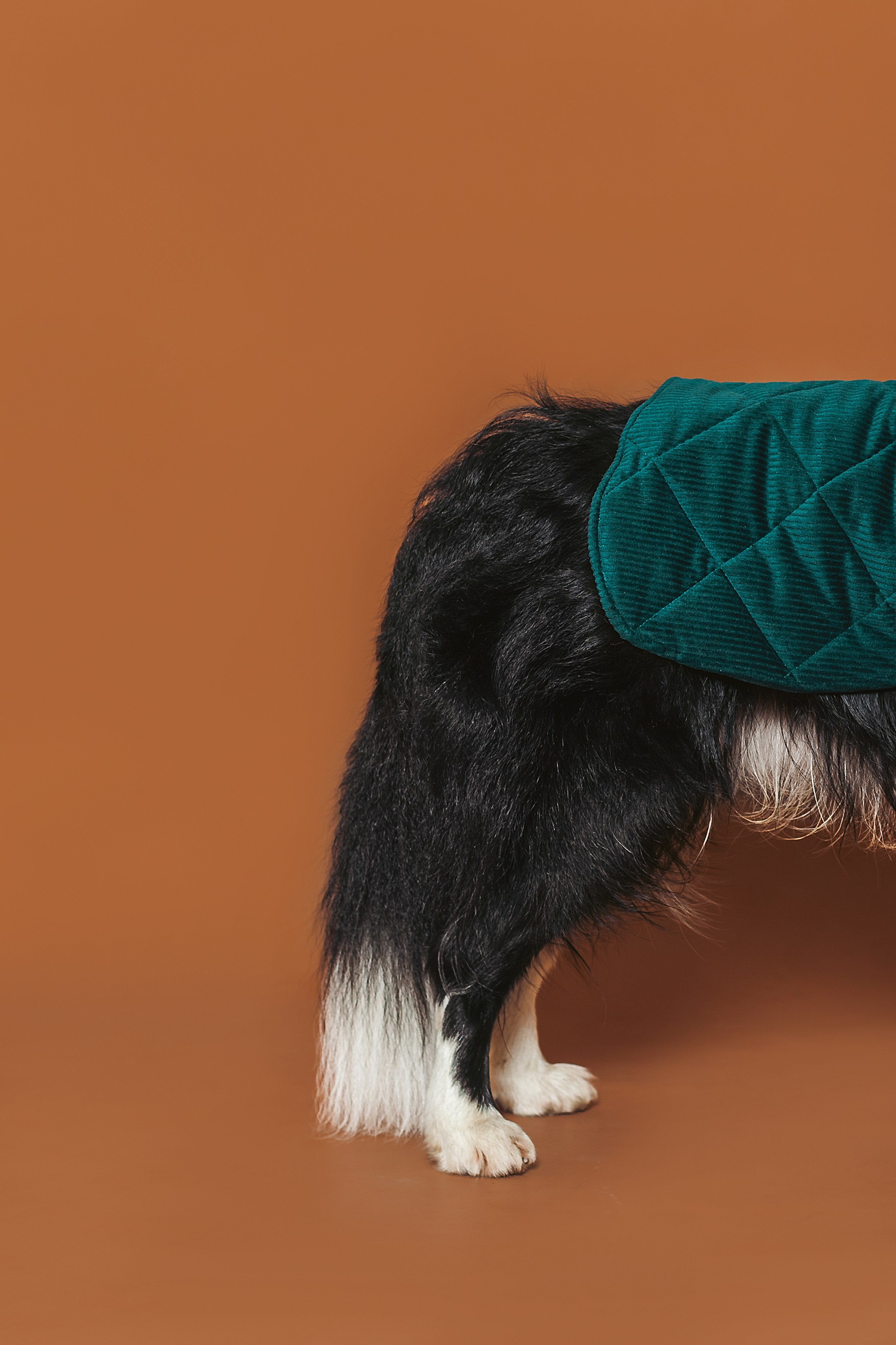 Съемка для бренда TEDDYBOY. Фотограф-анималист Татьяна Степанова