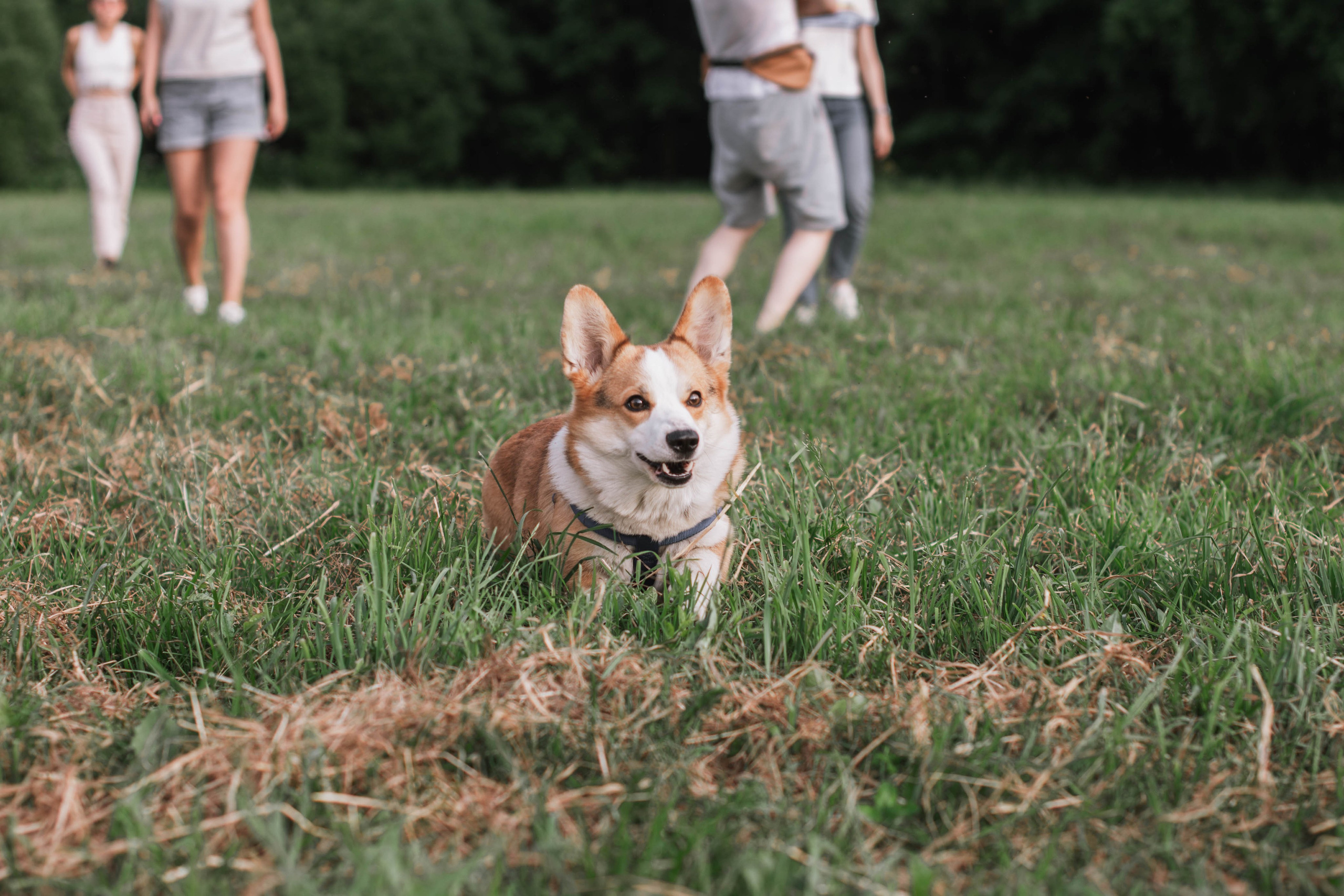 Репортаж встречи владельцев собак породы корги. Фотограф собак, анималист в Москве Кира Яковлева