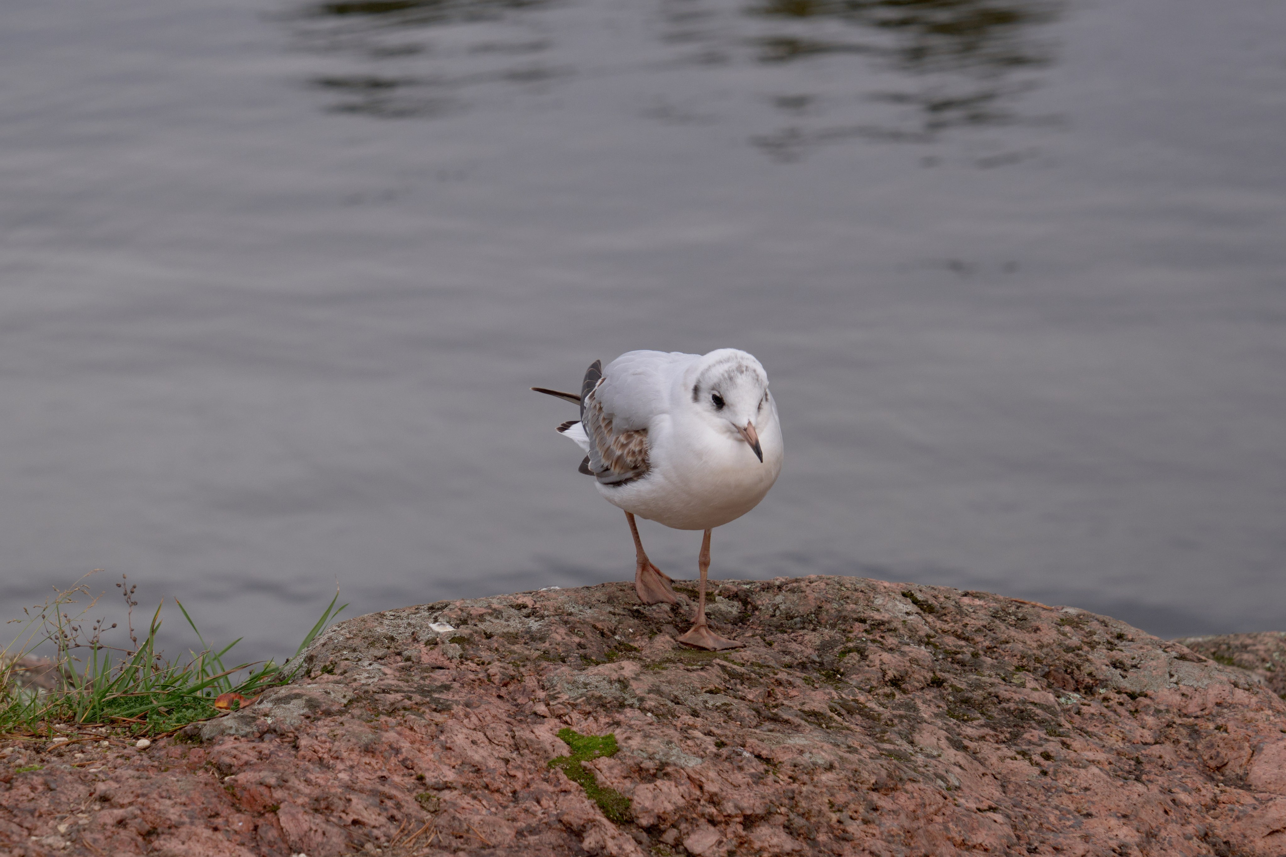 Фотографии Выборга | Филипп Линзин. Репортажный и портретный фотограф в Санкт-Петербурге Филипп Линзин