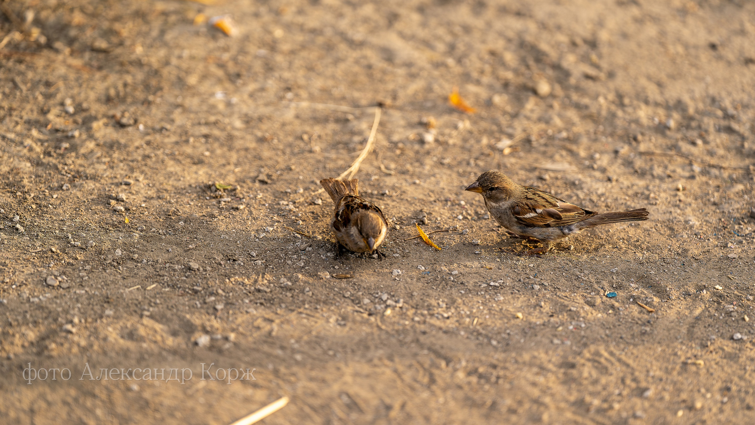 Животные. Фотографии и видеосъемка, Айхал, Удачный, Якутия. Фотографии Айхал