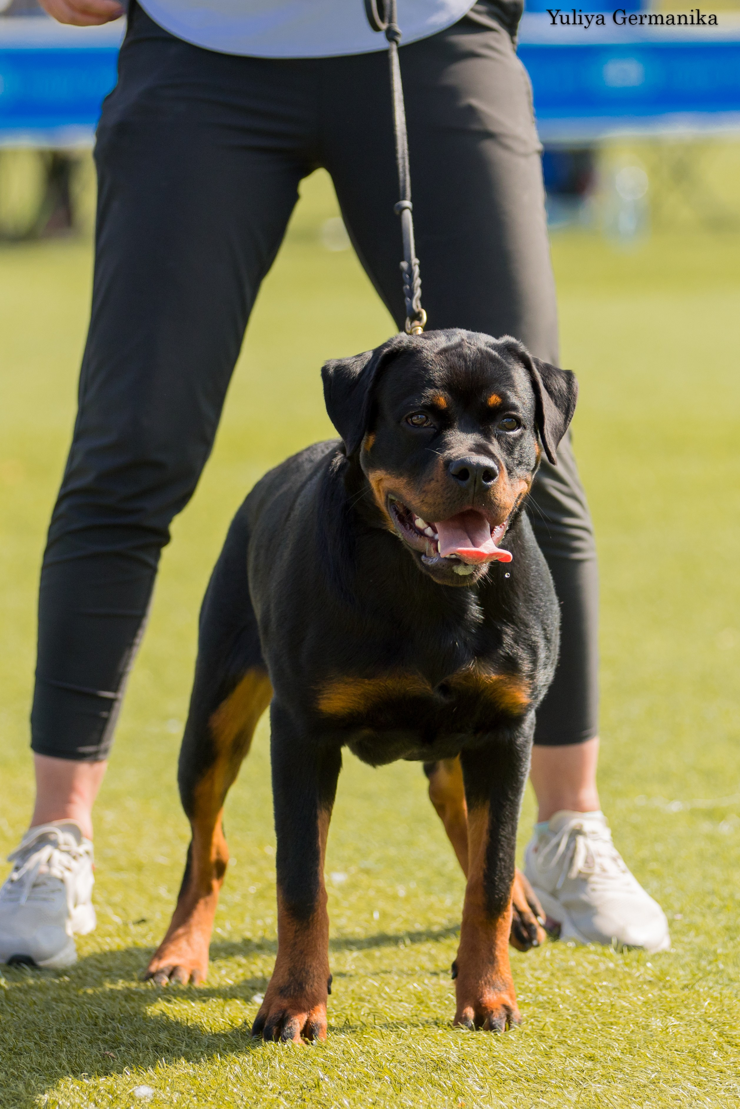 Анапа 16-17.09.2023 моно ротвейлеров. Фотограф-анималист Юлия Германика
