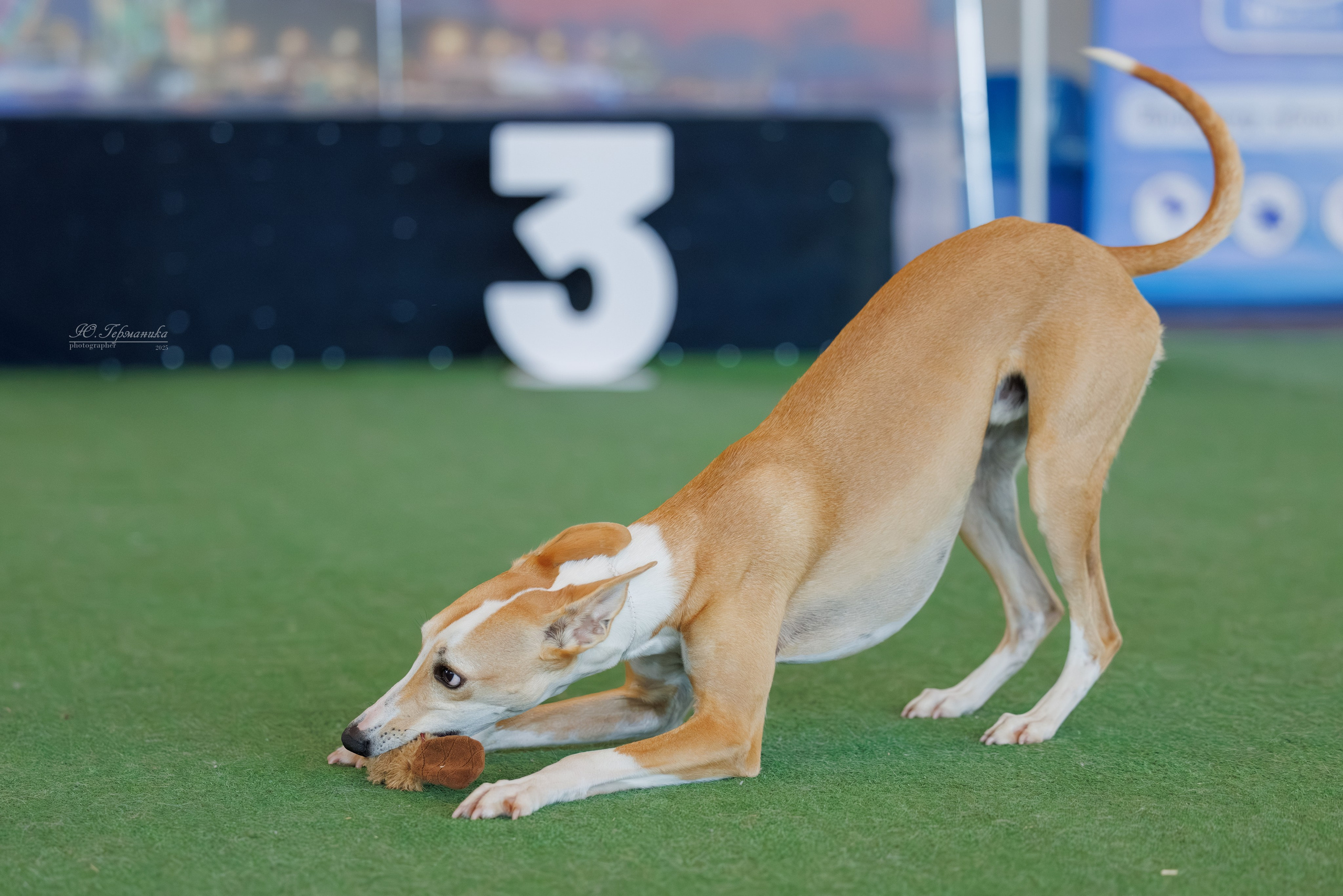 Батуми 3хCACIB 27-29.06.2025. Фотограф-анималист Юлия Германика