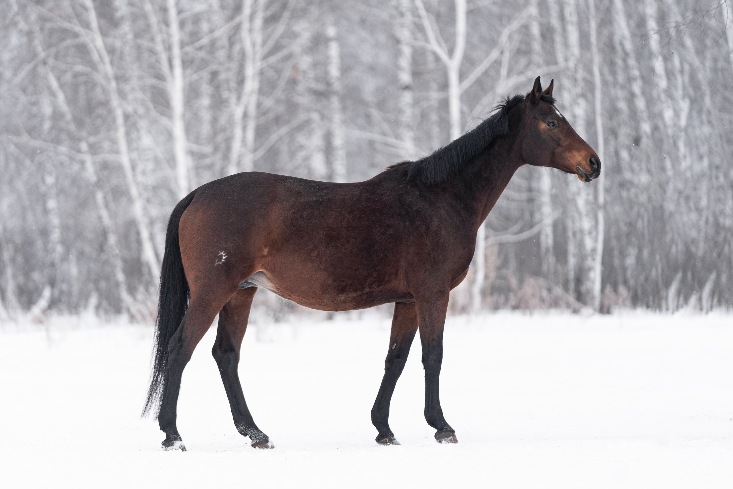 Пастель. Главная