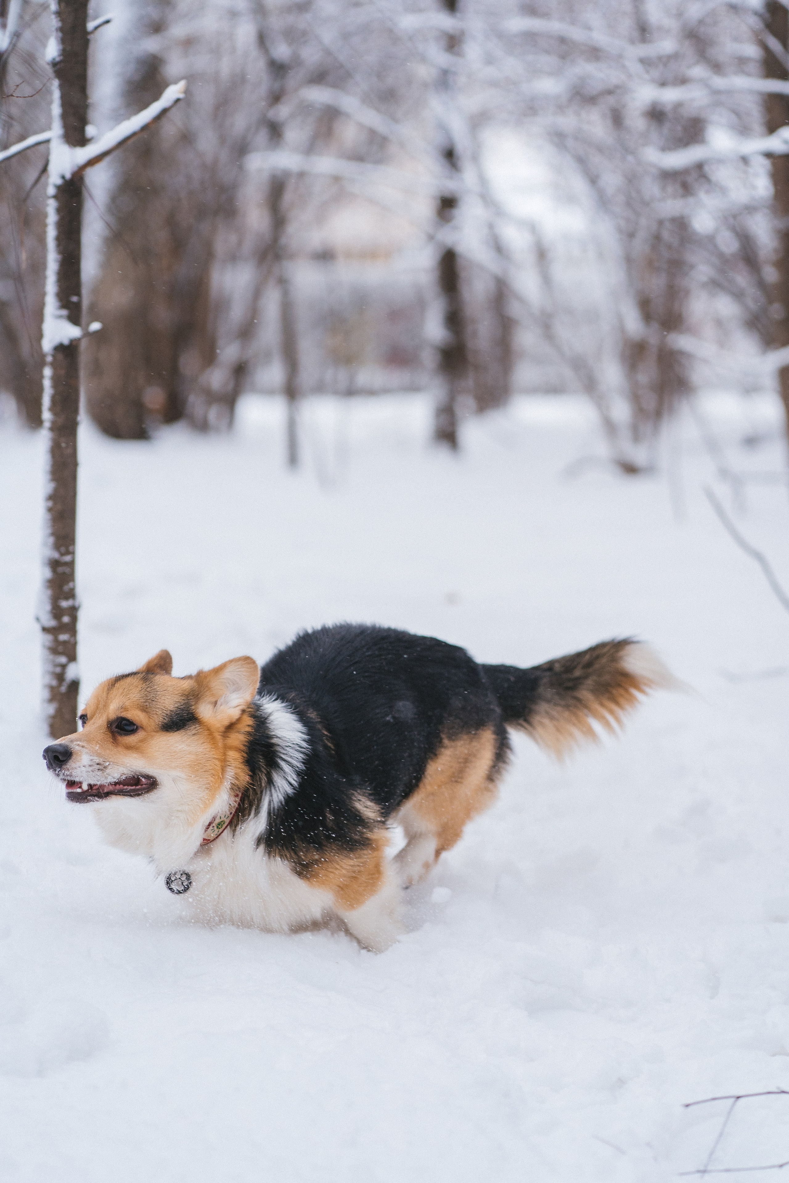 Каспер и Полина. Свадебный фотограф в Москве Анна Полушина