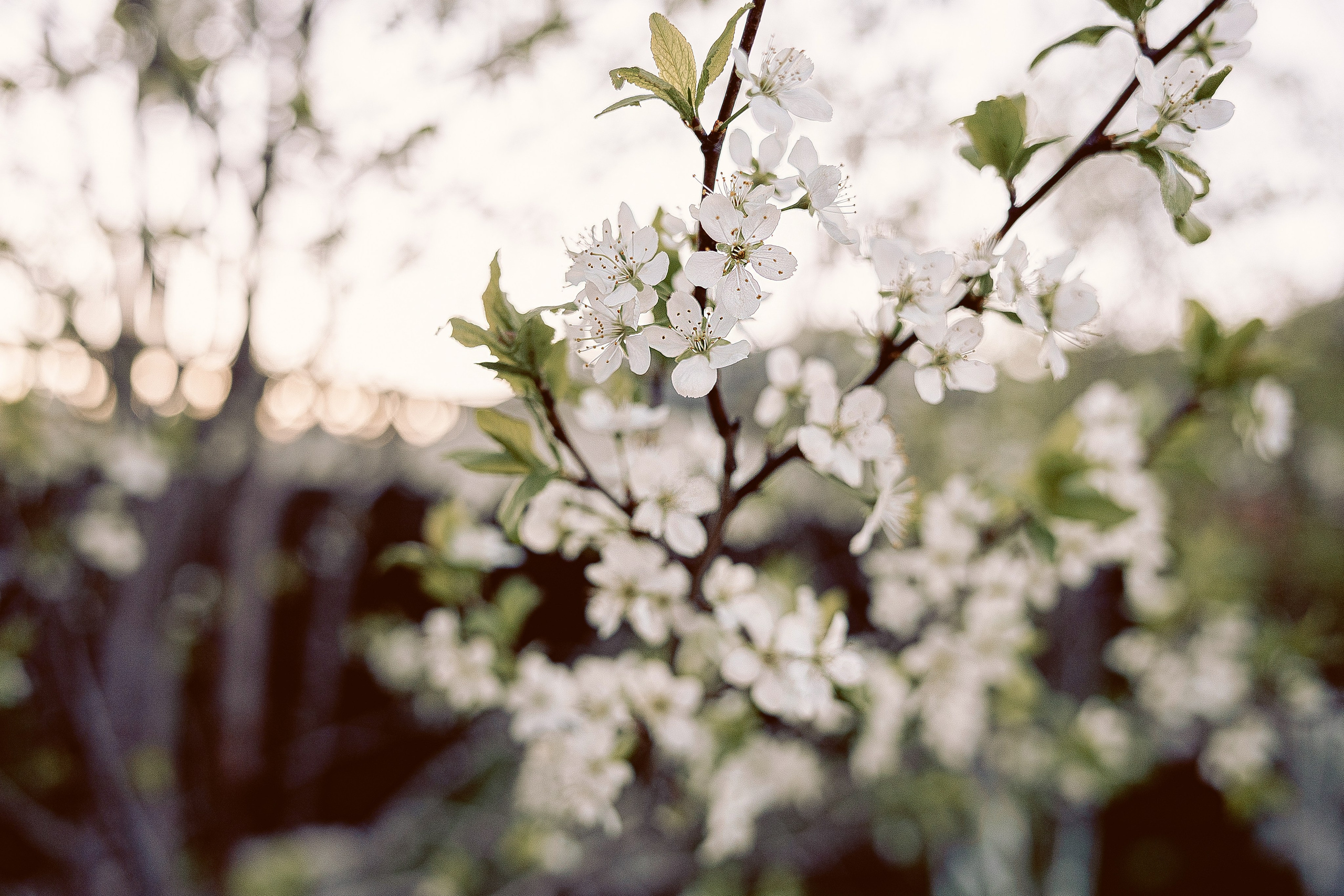 Фотосессия питомцев. Фотограф в Казани Ольга Яшина