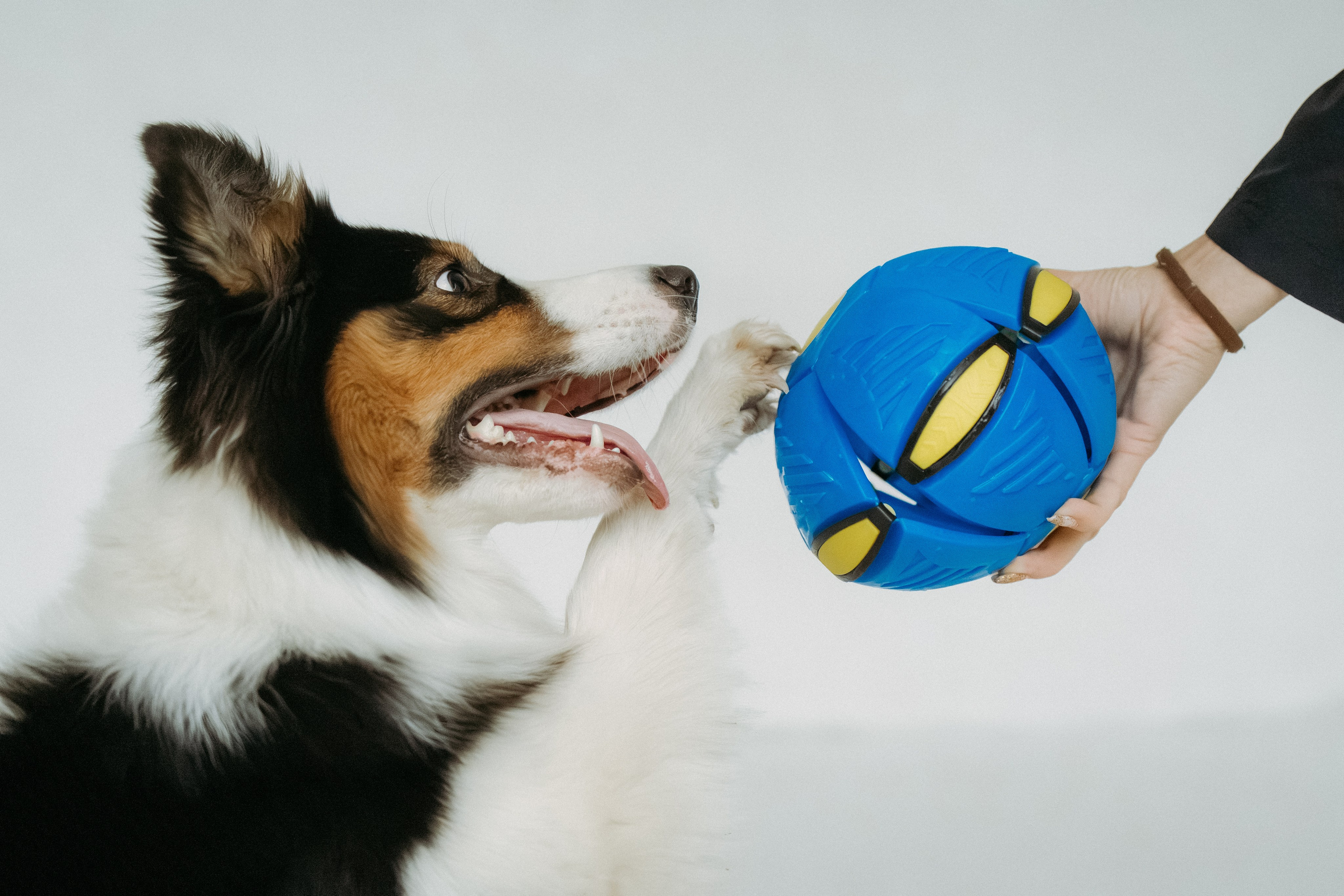 Мячи-попрыгуны. Фотораф — анималист Мария Шистка