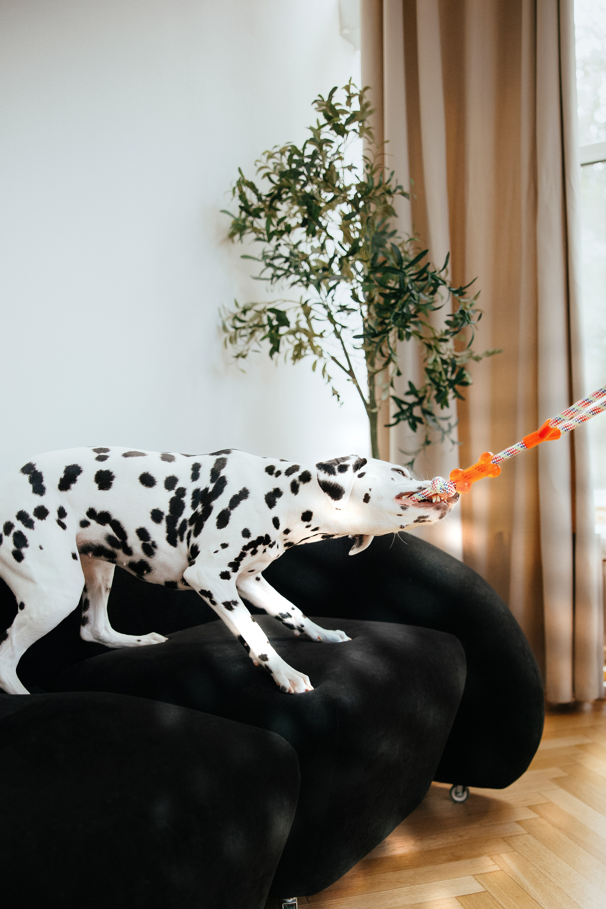 Pawsitive игрушки. Анастасия Белаш